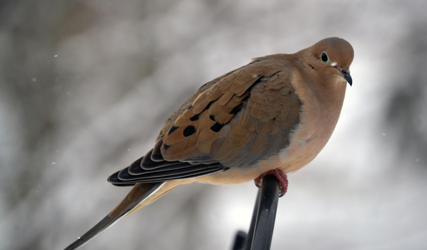 Wisconsin Symbols Wisconsin State Symbol of Peace The Mourning Dove