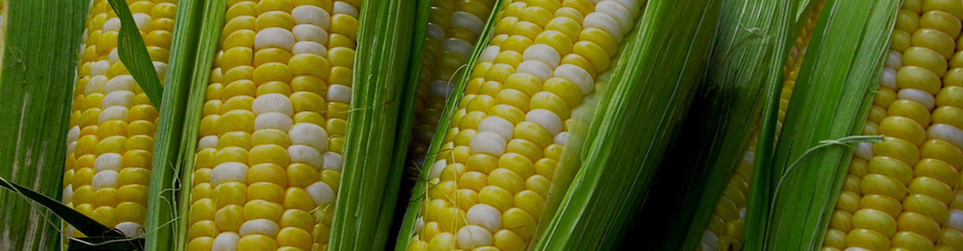The Wisconsin Corn Growers Association.