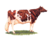 The Wisconsin State domesticated animal is the dairy cow.