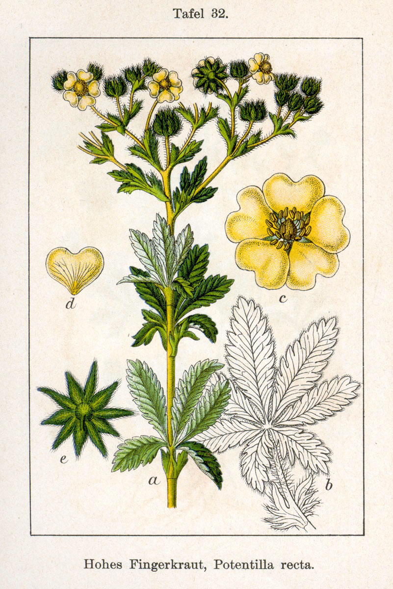 1796 Sulfur Cinquefoil botanical illustration.