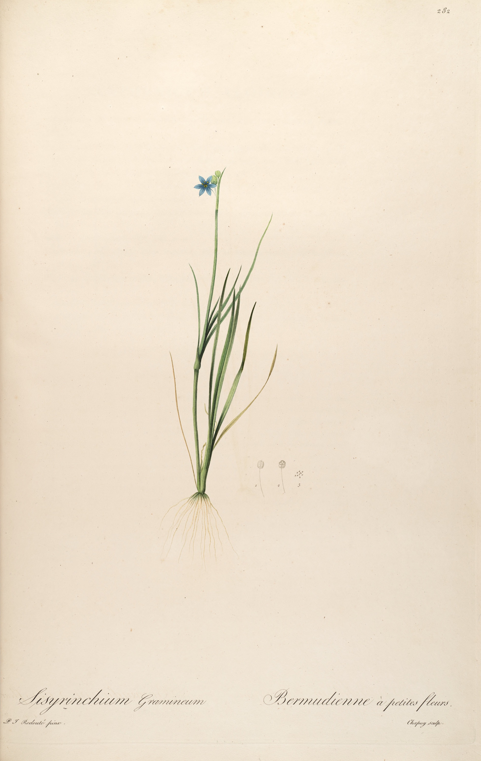 Blue-eyed grass (Sisyrinchium angustifolium) illustration  by P.J. Redouté circa 1805.