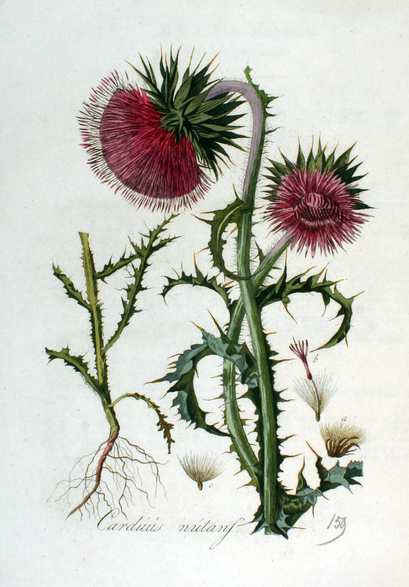 1807 Musk Thistle botanical illustration by Christiaan Sepp.