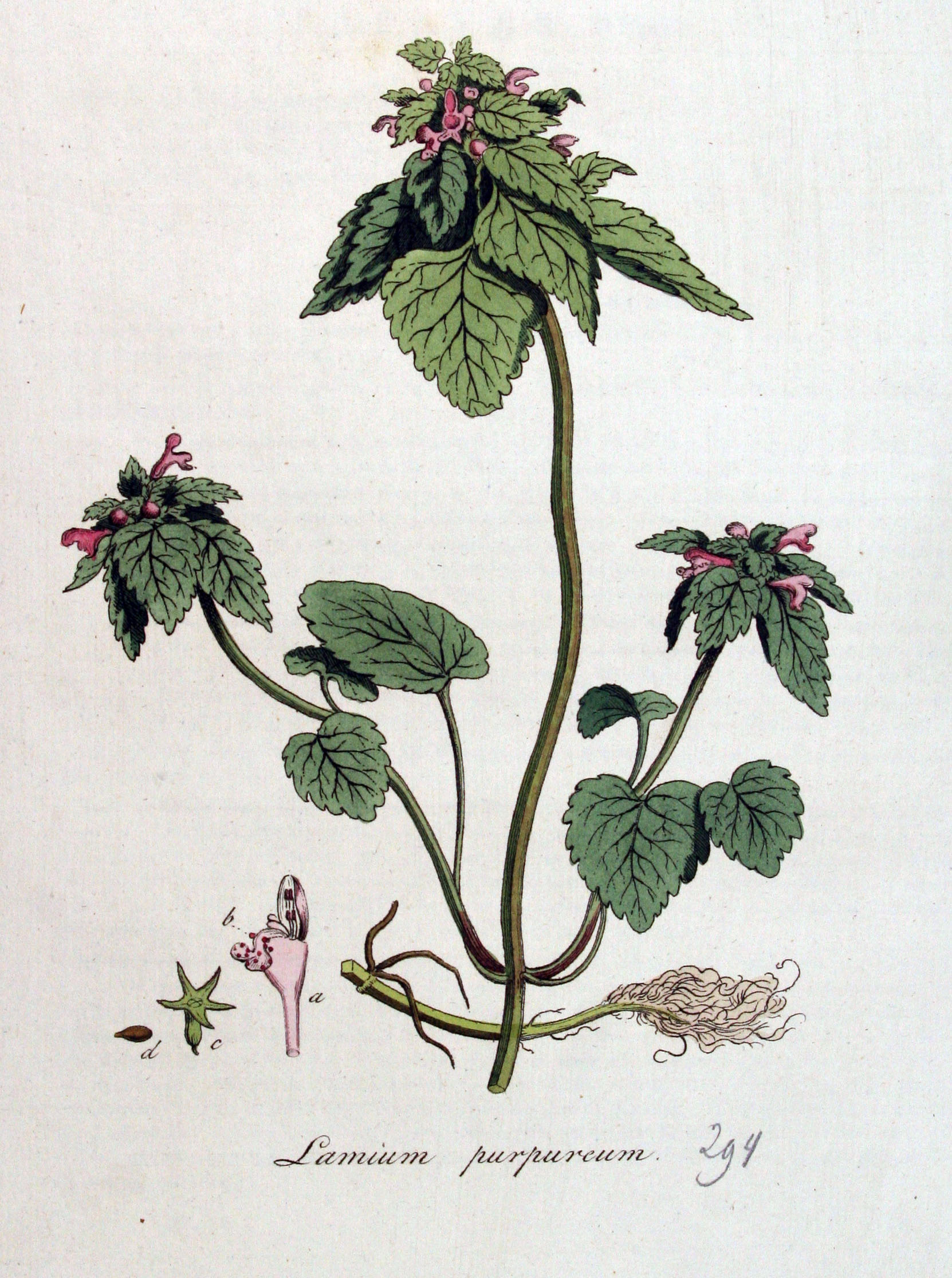 1822 botanical illustration of Lamium purpureum by Christiaan Sepp.