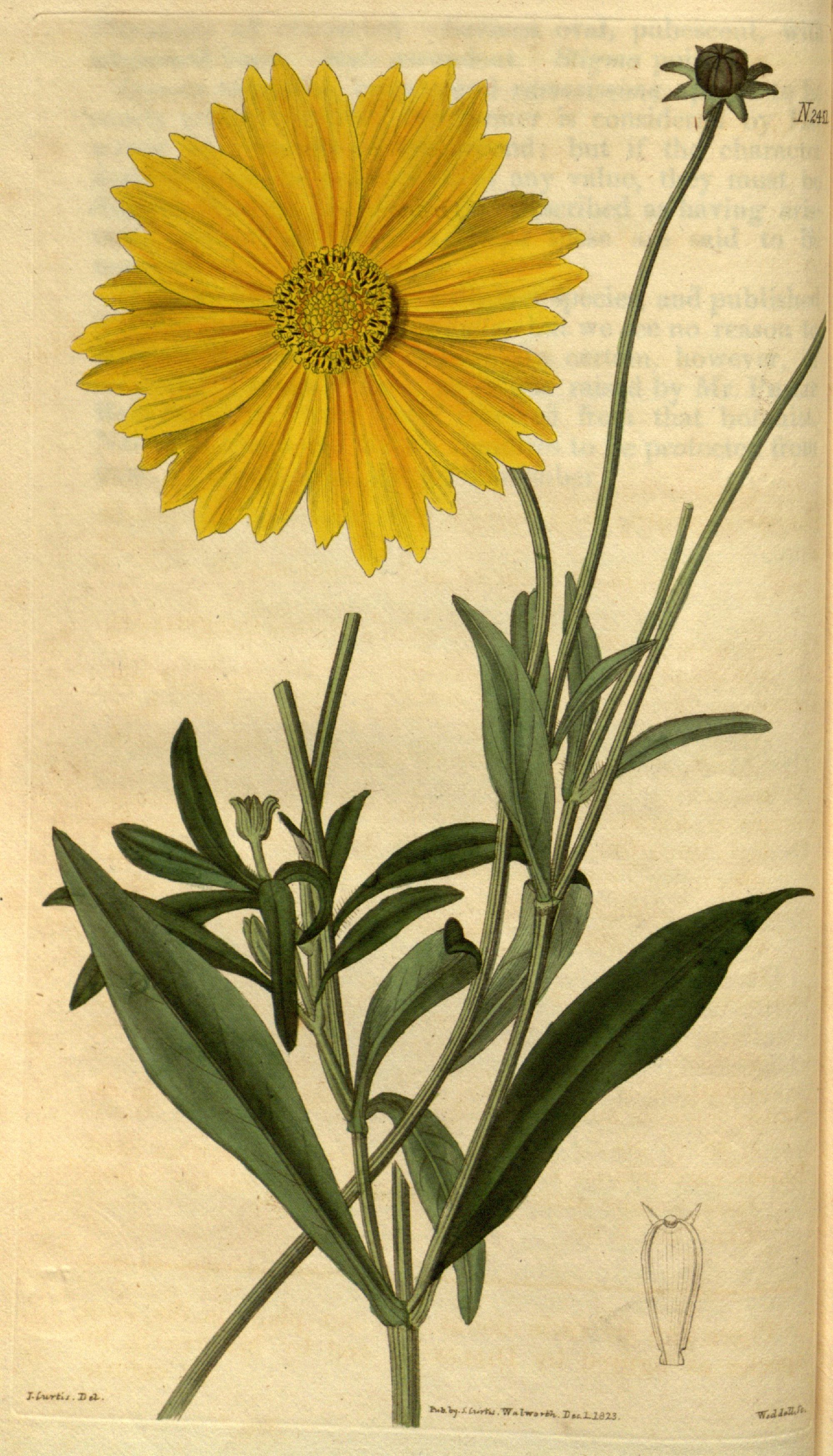 Lance-leaved coreopsis (Coreopsis lanceolata) illustration circa 1824.