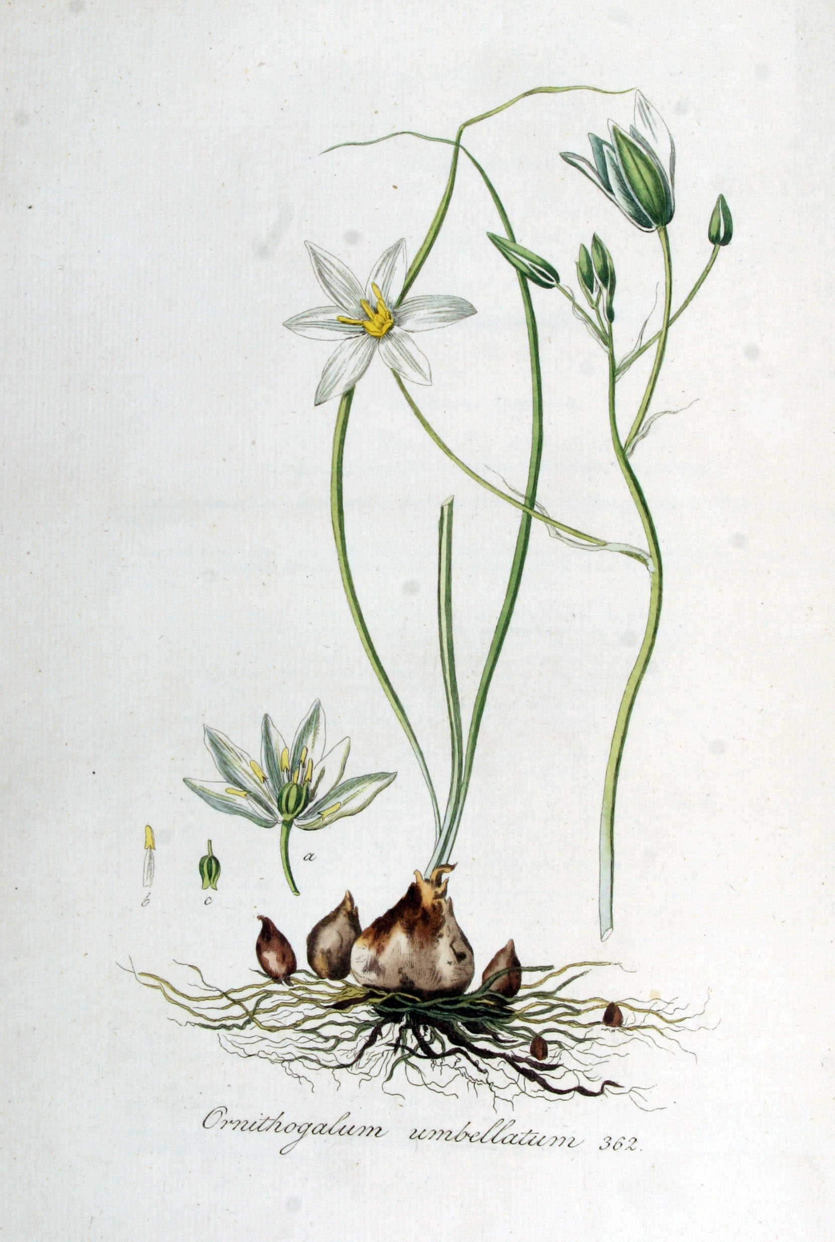 1828 Ornithogalum umbellatum  illustration by Christiaan Sepp.