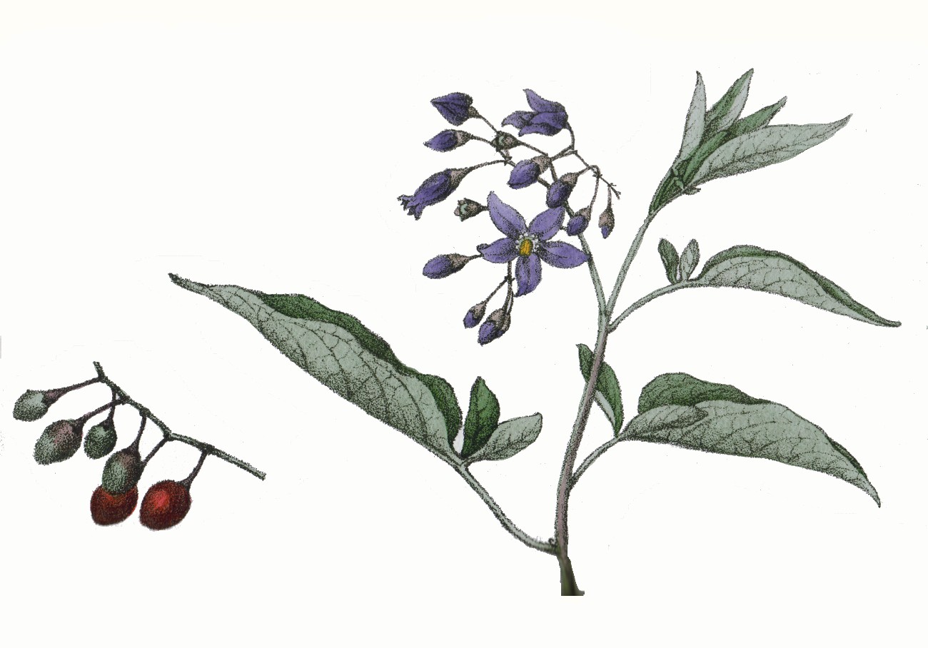1853 Bittersweet Nightshade botanical illustration.