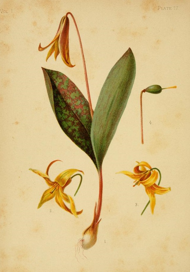 1878 Erythronium americanum Trout Lily botanical illustration.