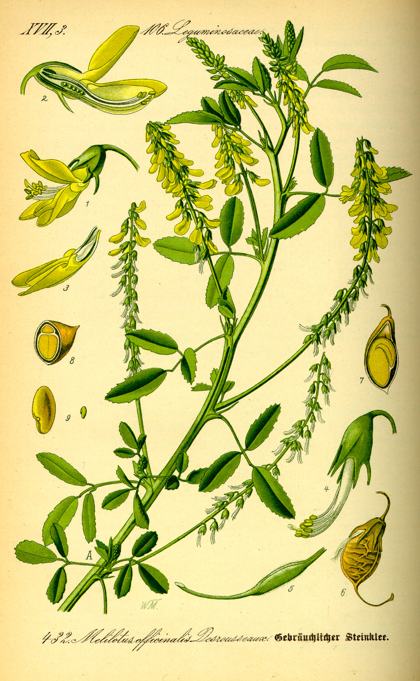 Yellow Sweet Clover botanical illustration circa 1885.