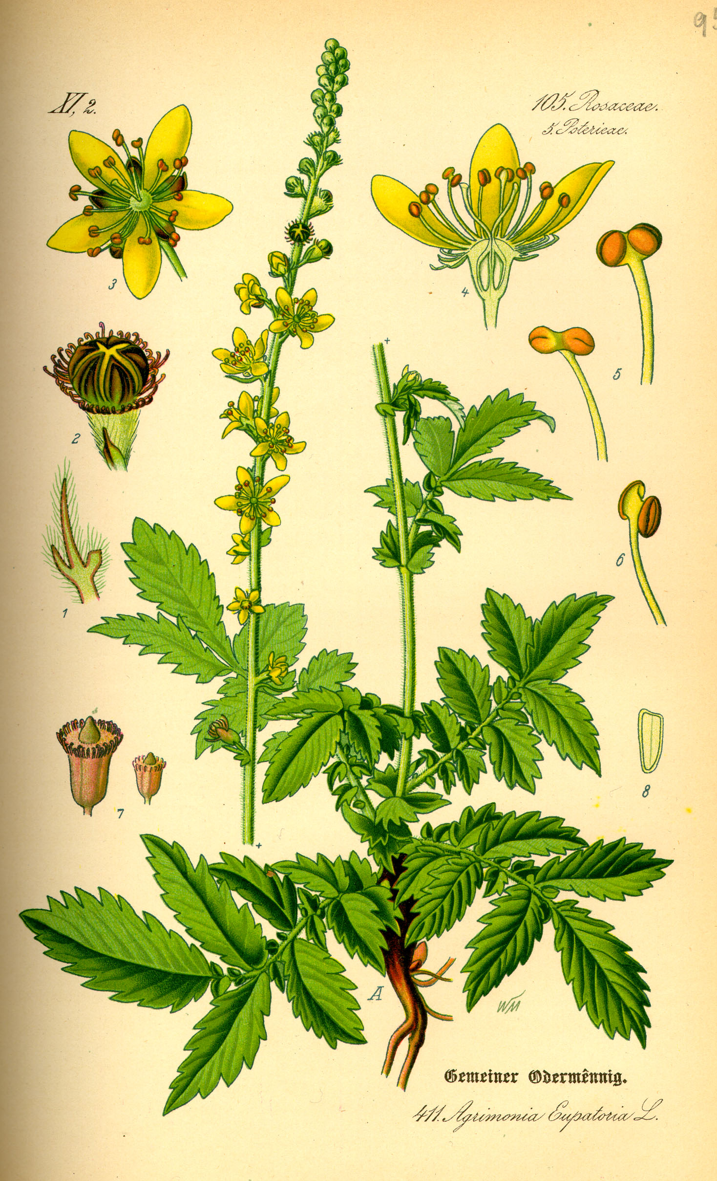 1885 Agrimony (Agrimonia eupatoria) botanical illustration.