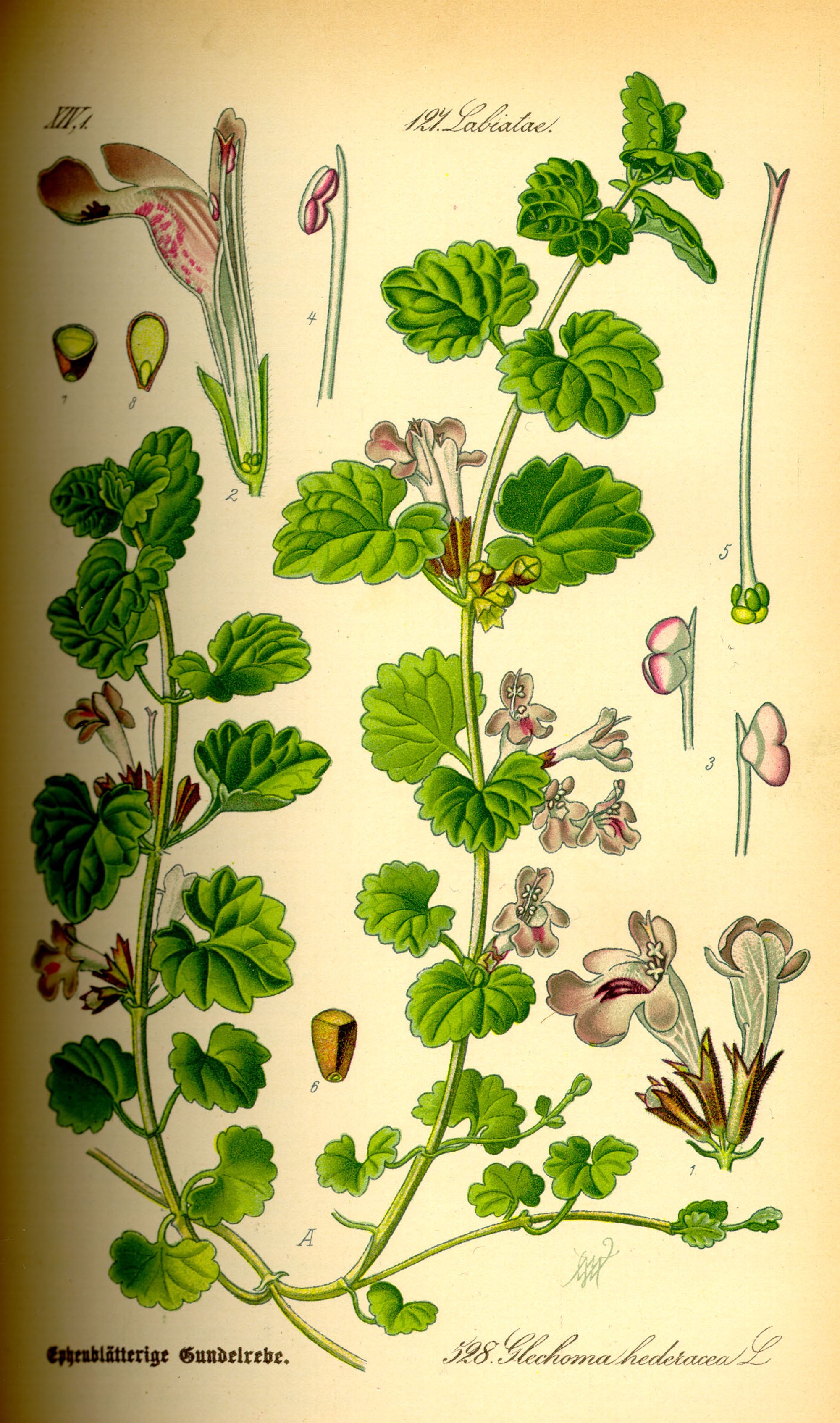 1885 Creeping Charlie botanical illustration.