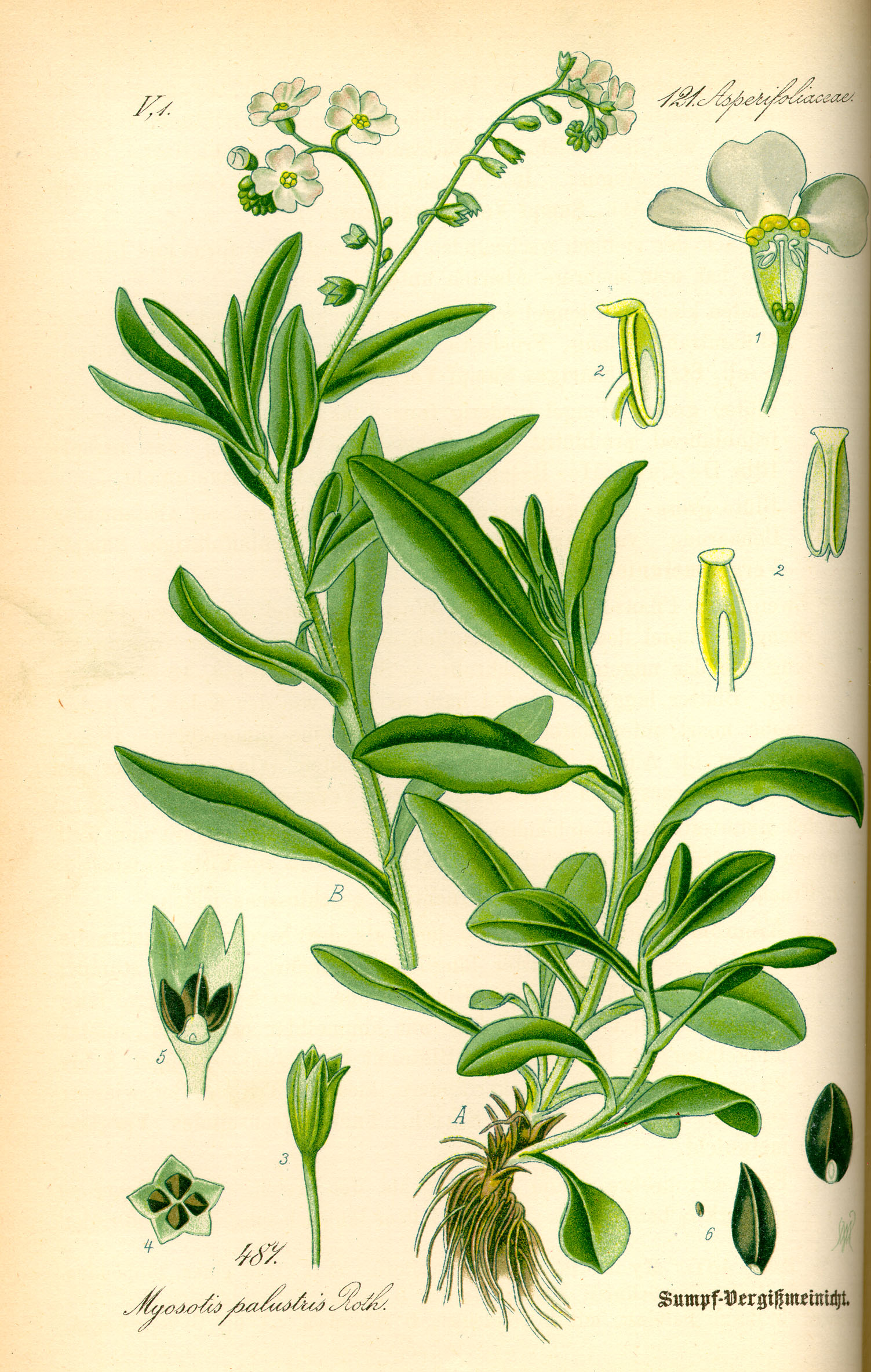 1885 illustration of Myosotis Scorpioides.