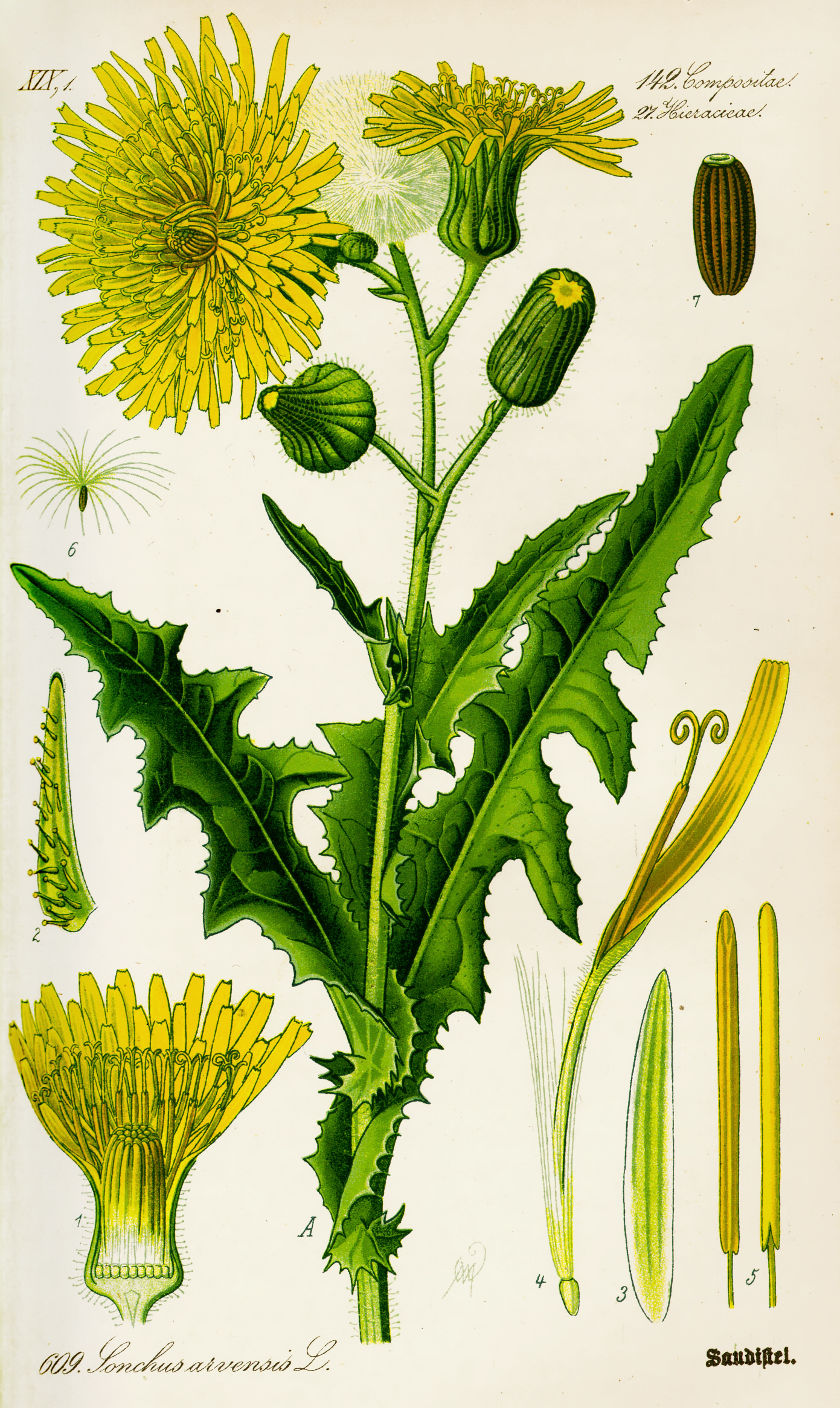 1885 Common Sowthistle botanical illustration.