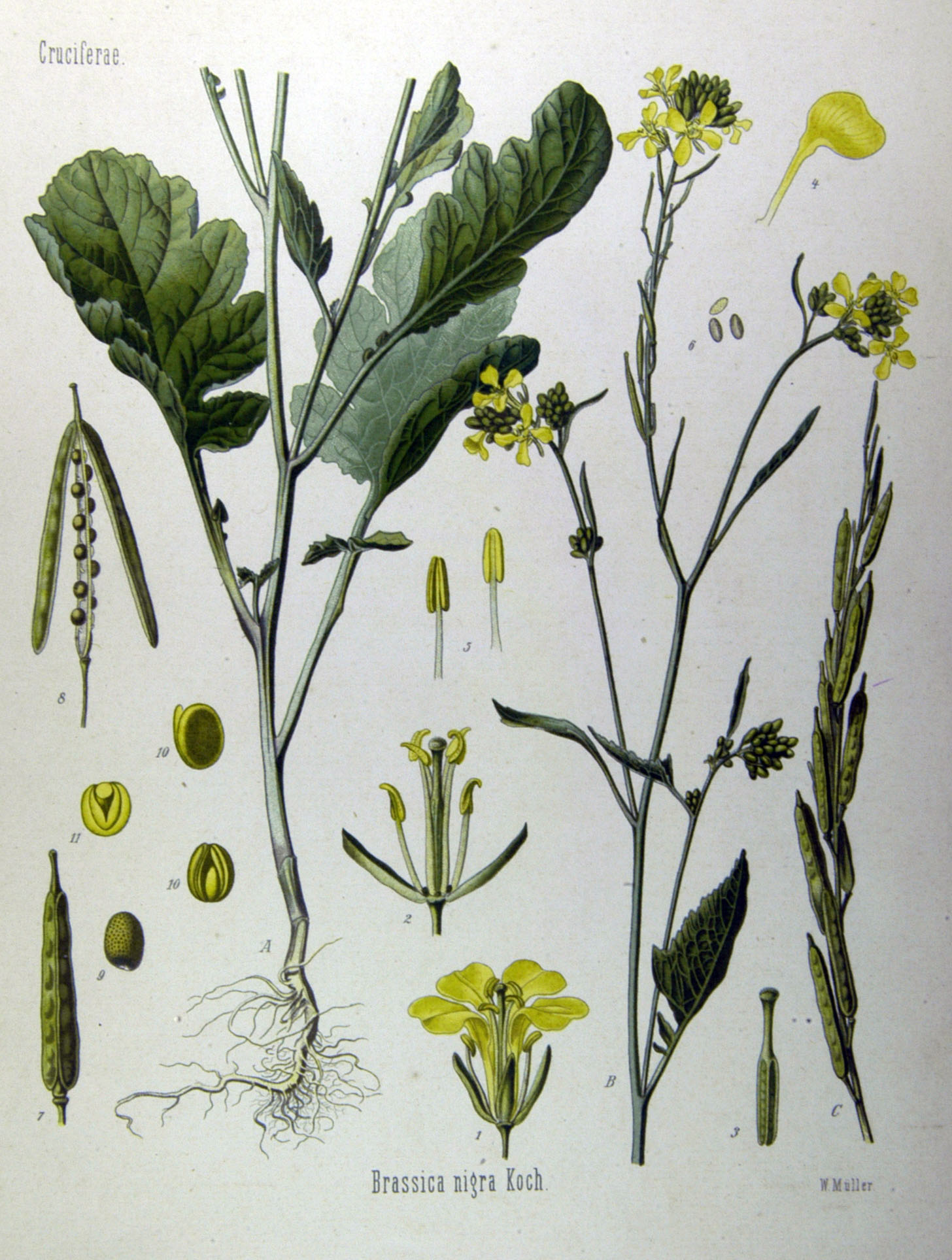 Black Mustard botanical illustration circa 1887.