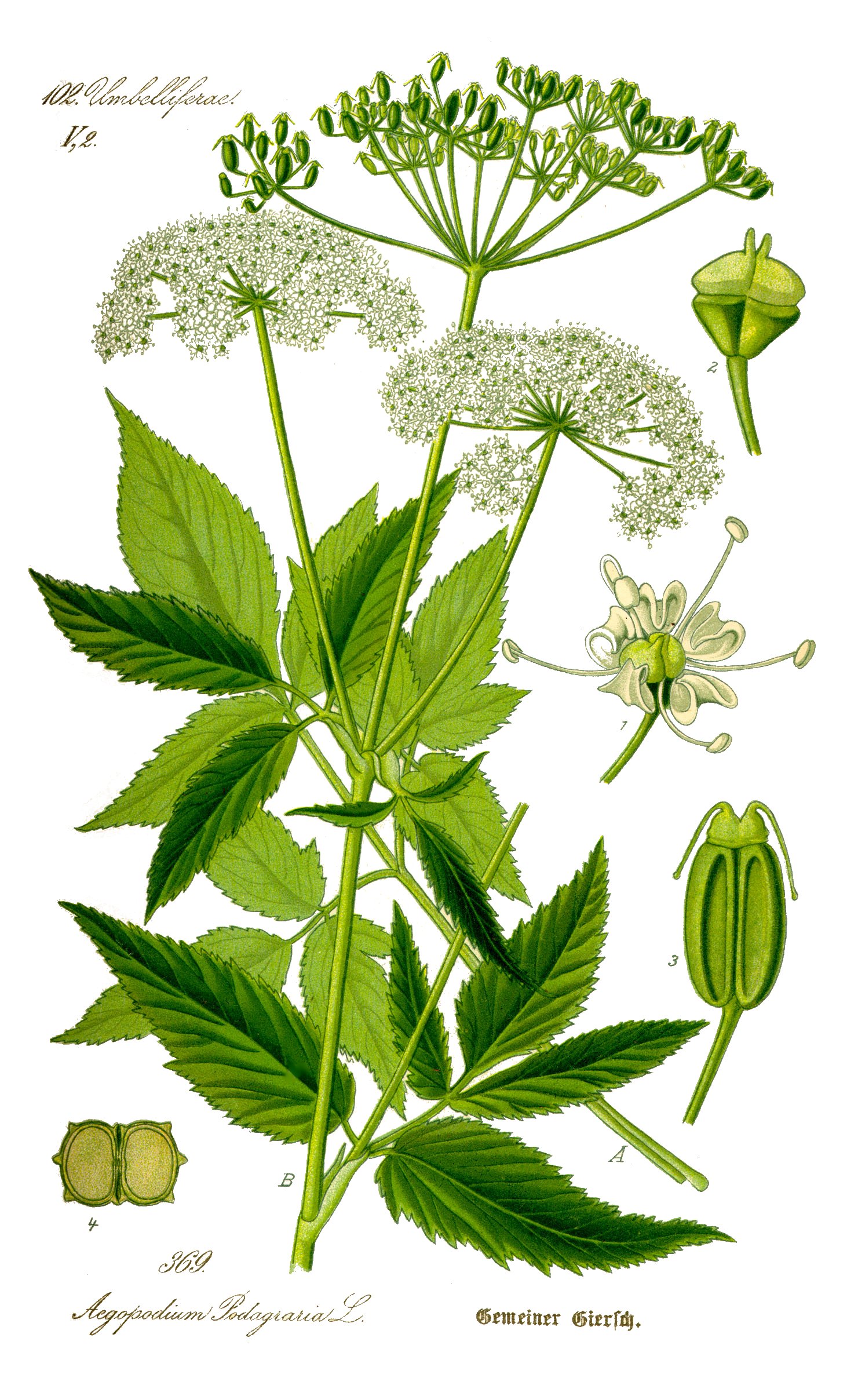 1888 Goutweed (Aegopodium podagraria L.) botanical illustration..