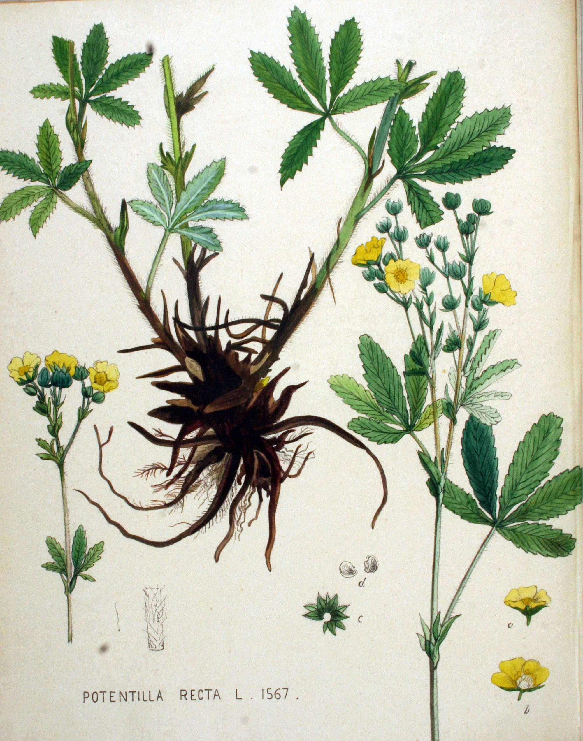 1898 Sulfur Cinquefoil botanical illustration.
