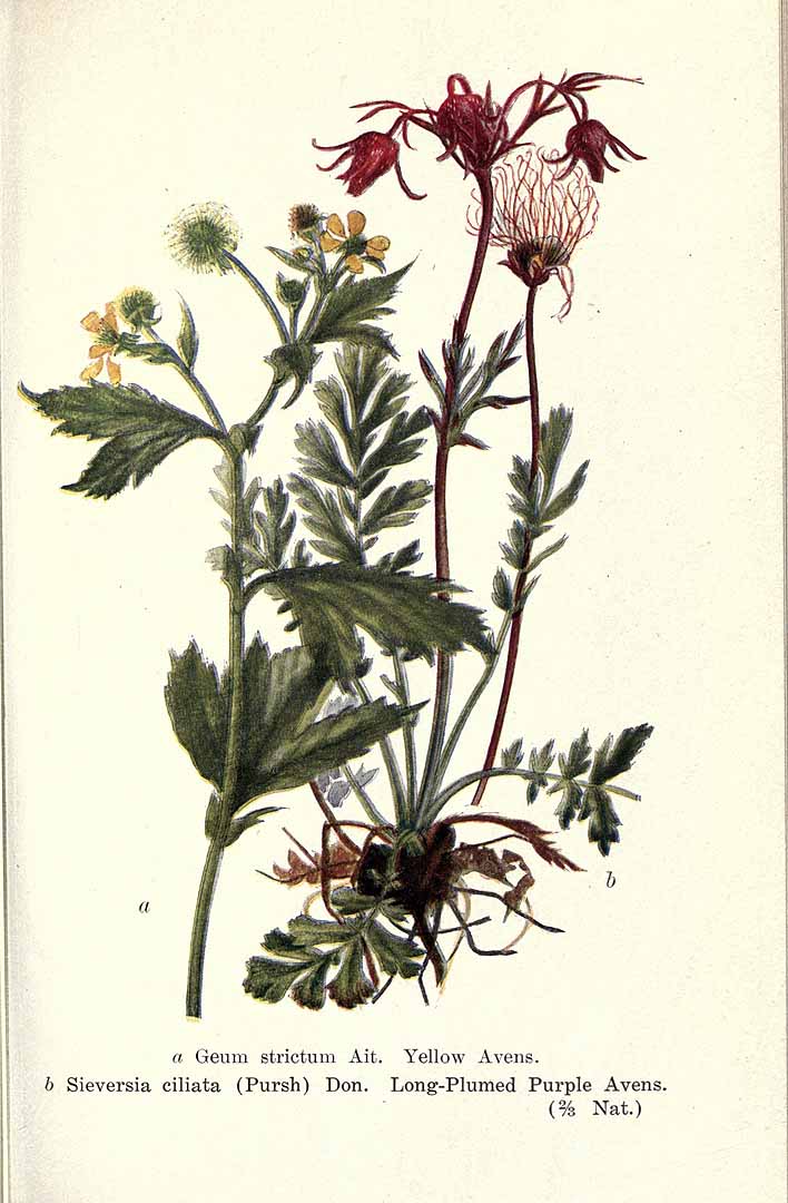 Prairie Smoke 1907 botanical illustration.