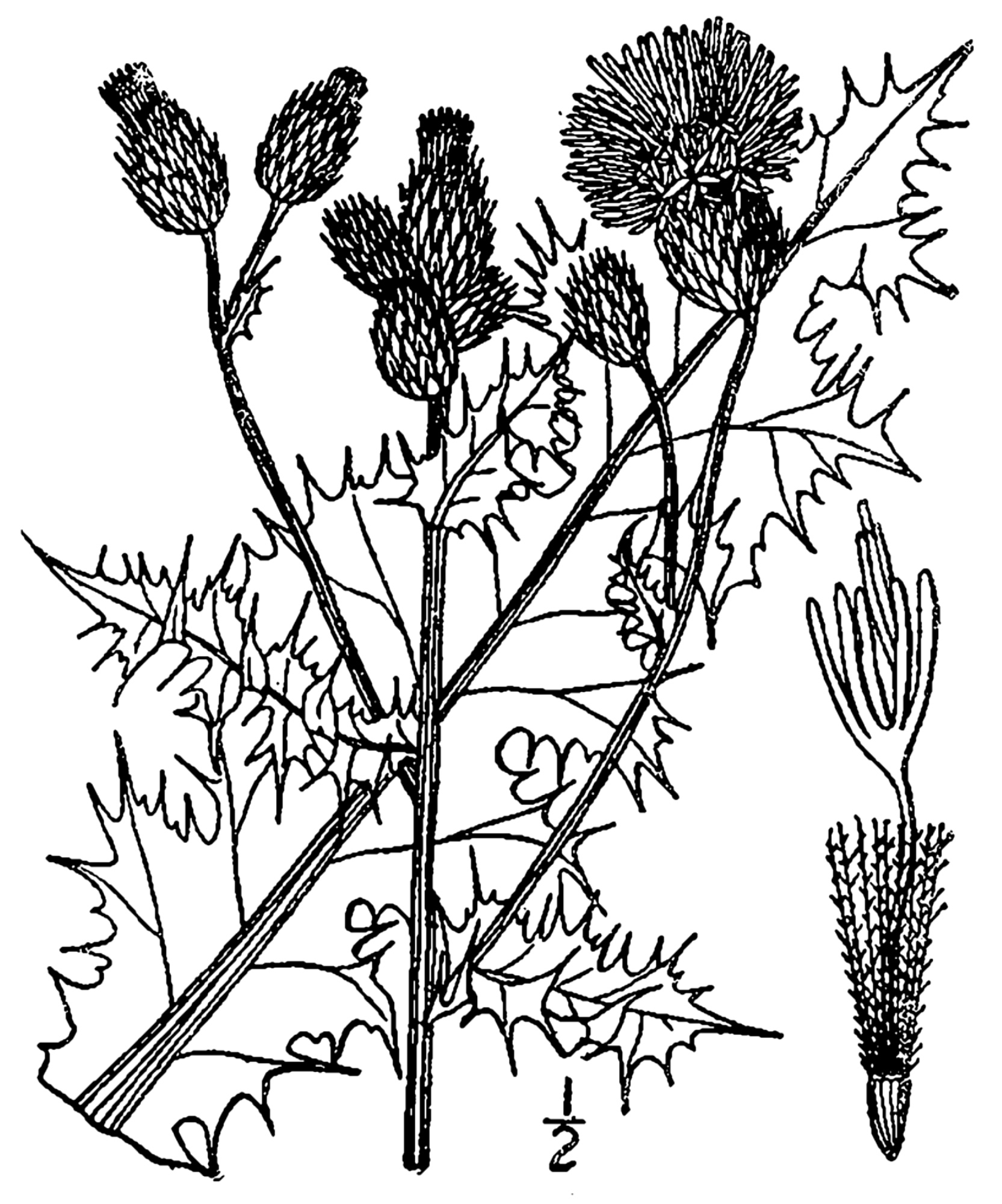 1913 Canada Thistle drawing.