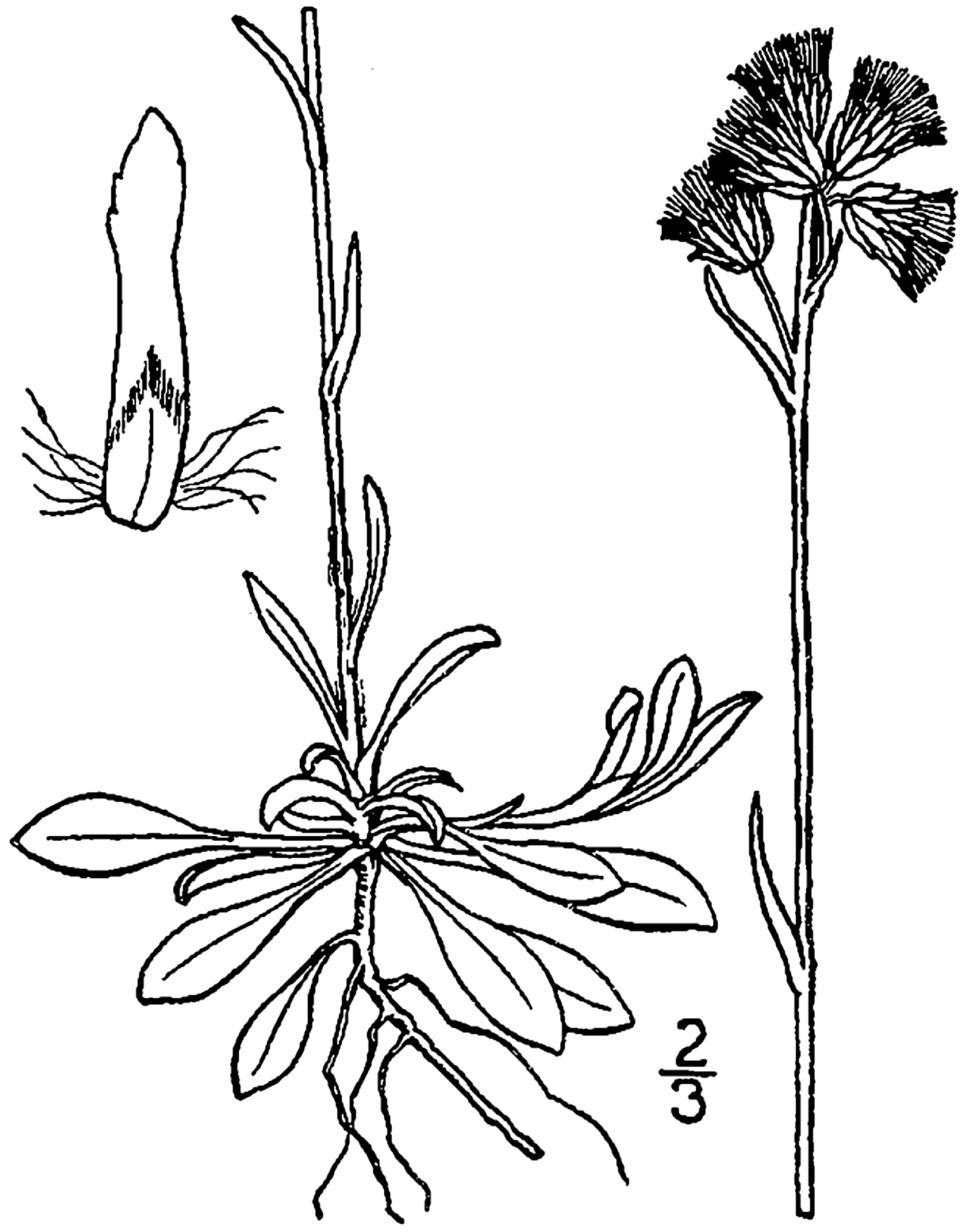 USDA Canadian Pussytoes botanical illustration circa 1913..