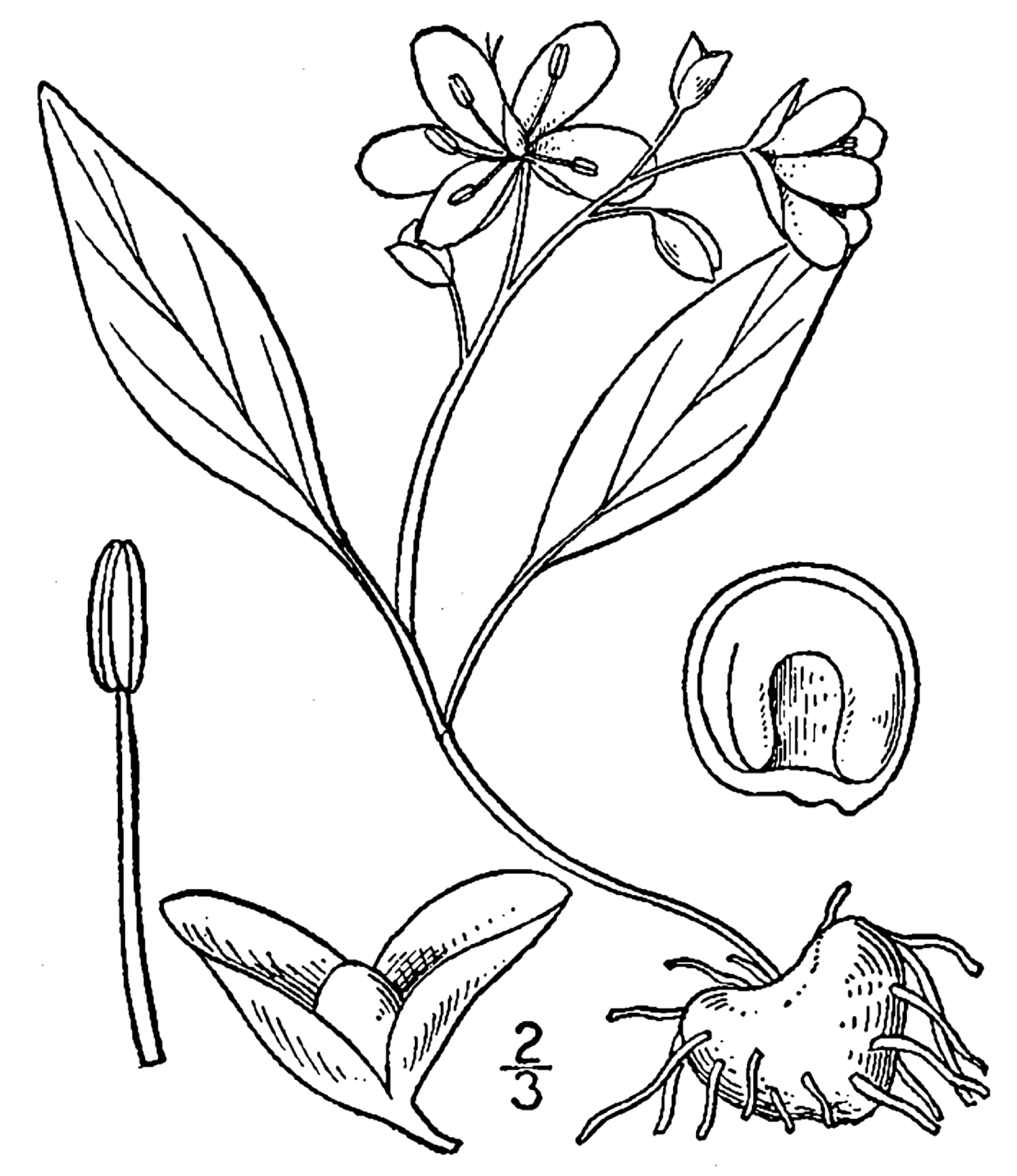 1913 illustration of Claytonia caroliniana.
