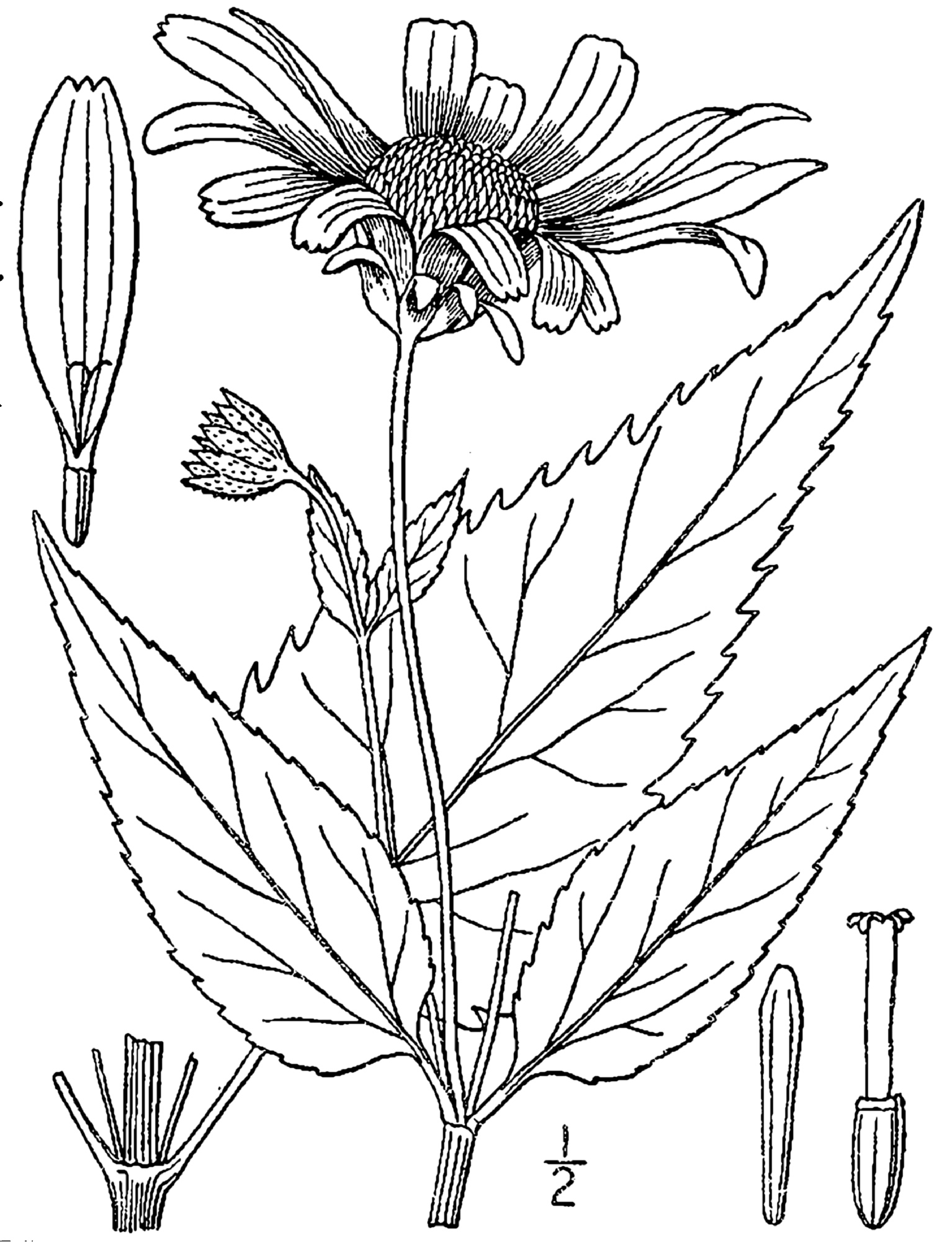 1913 False Sunflower botanical drawing.