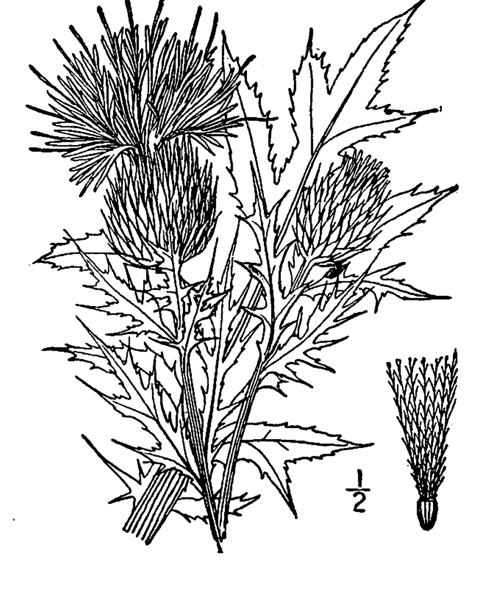 1913 Field Thistle drawing.