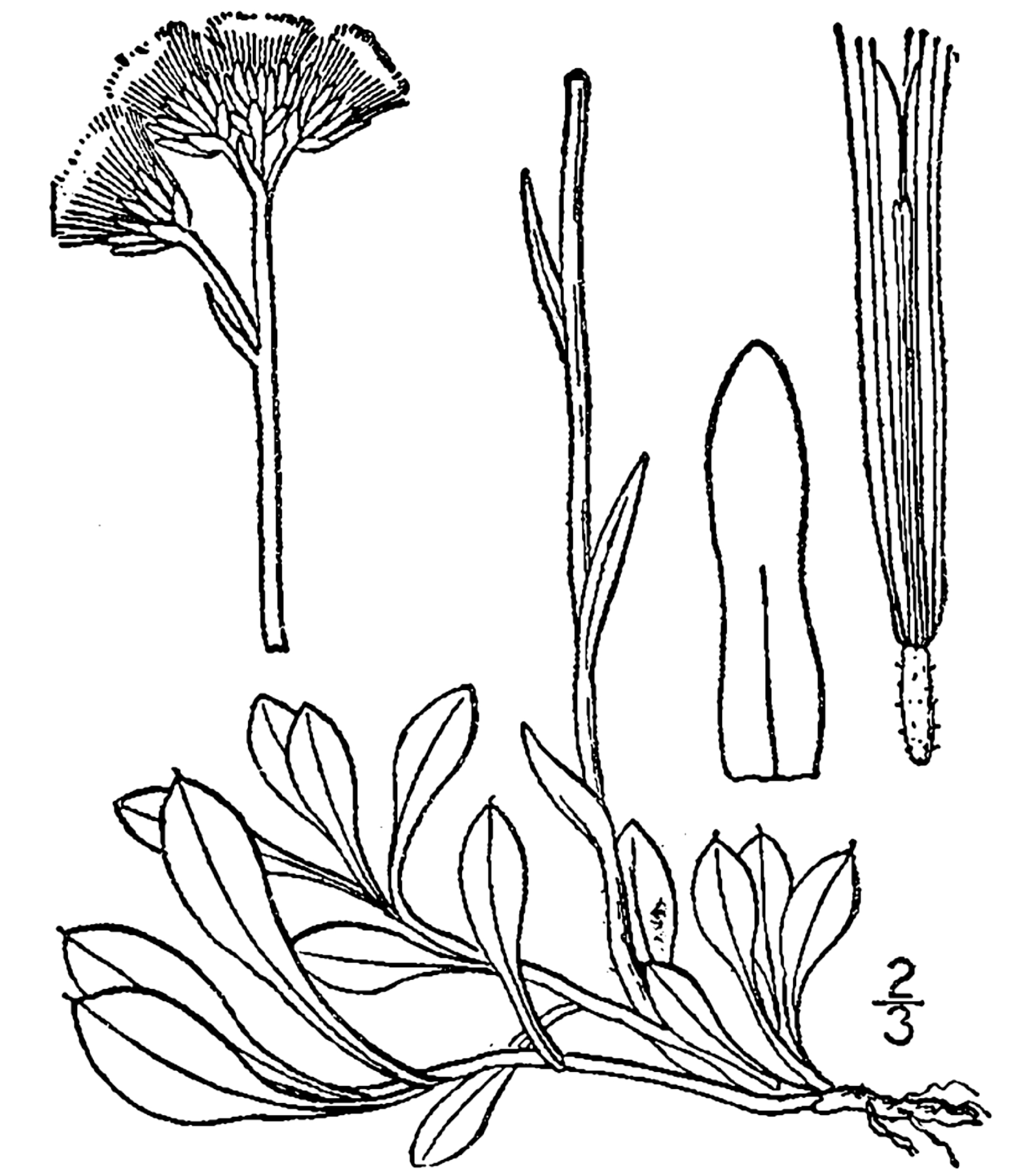 USDA Howell's Pussytoes botanical illustration circa 1913..