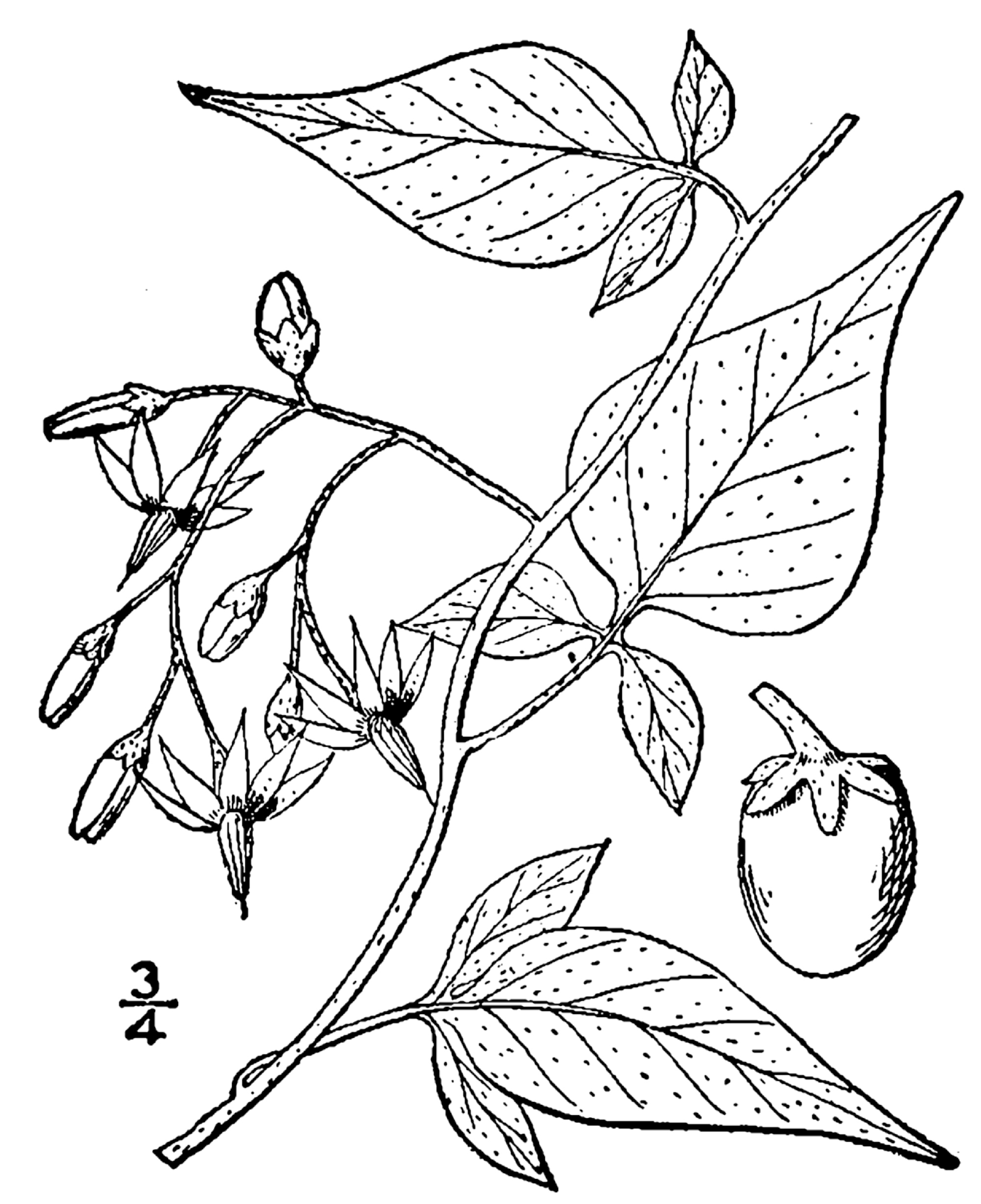 119134 Bittersweet Nightshade botanical illustration.