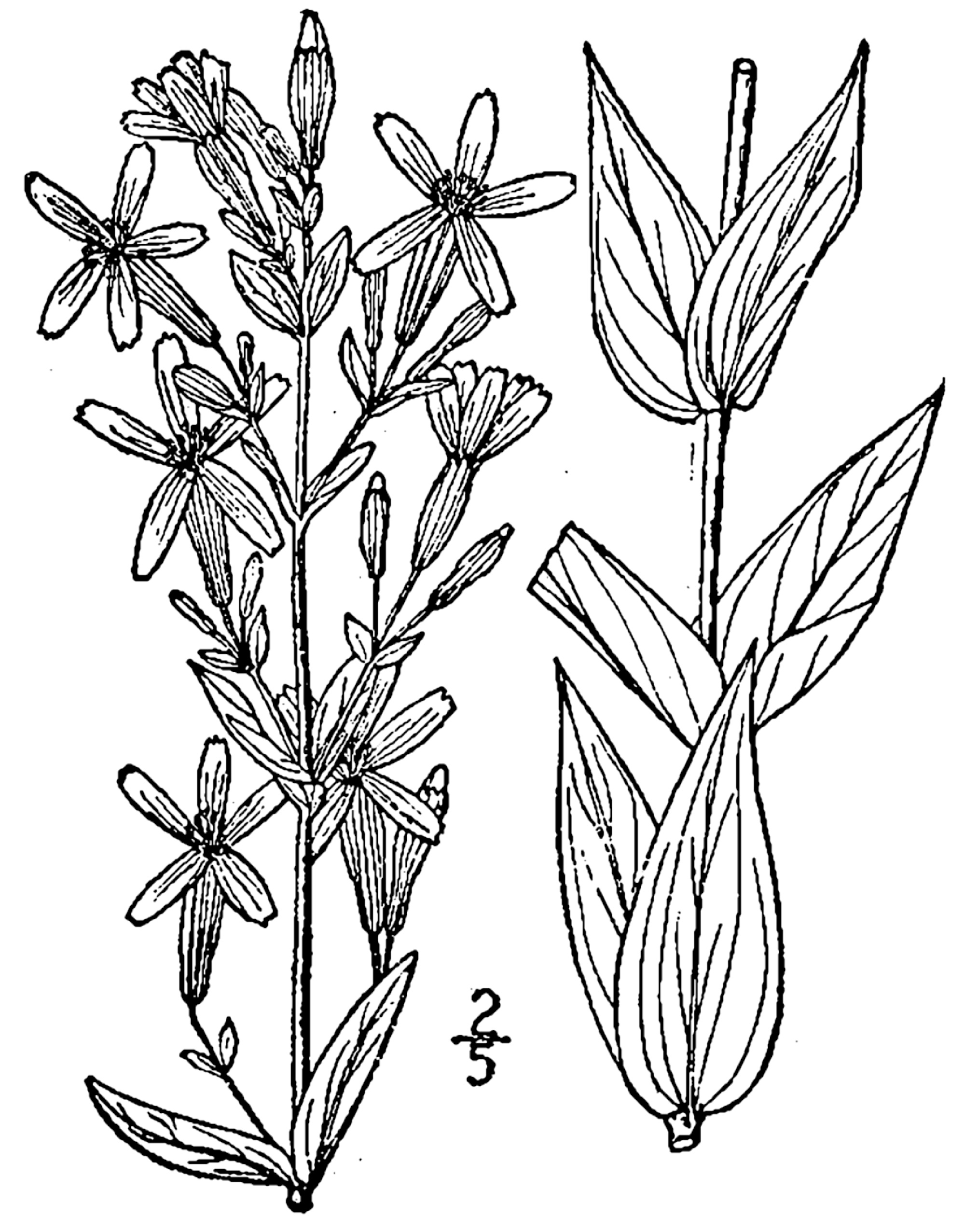 1913 Royal Catchfly line drawing.
