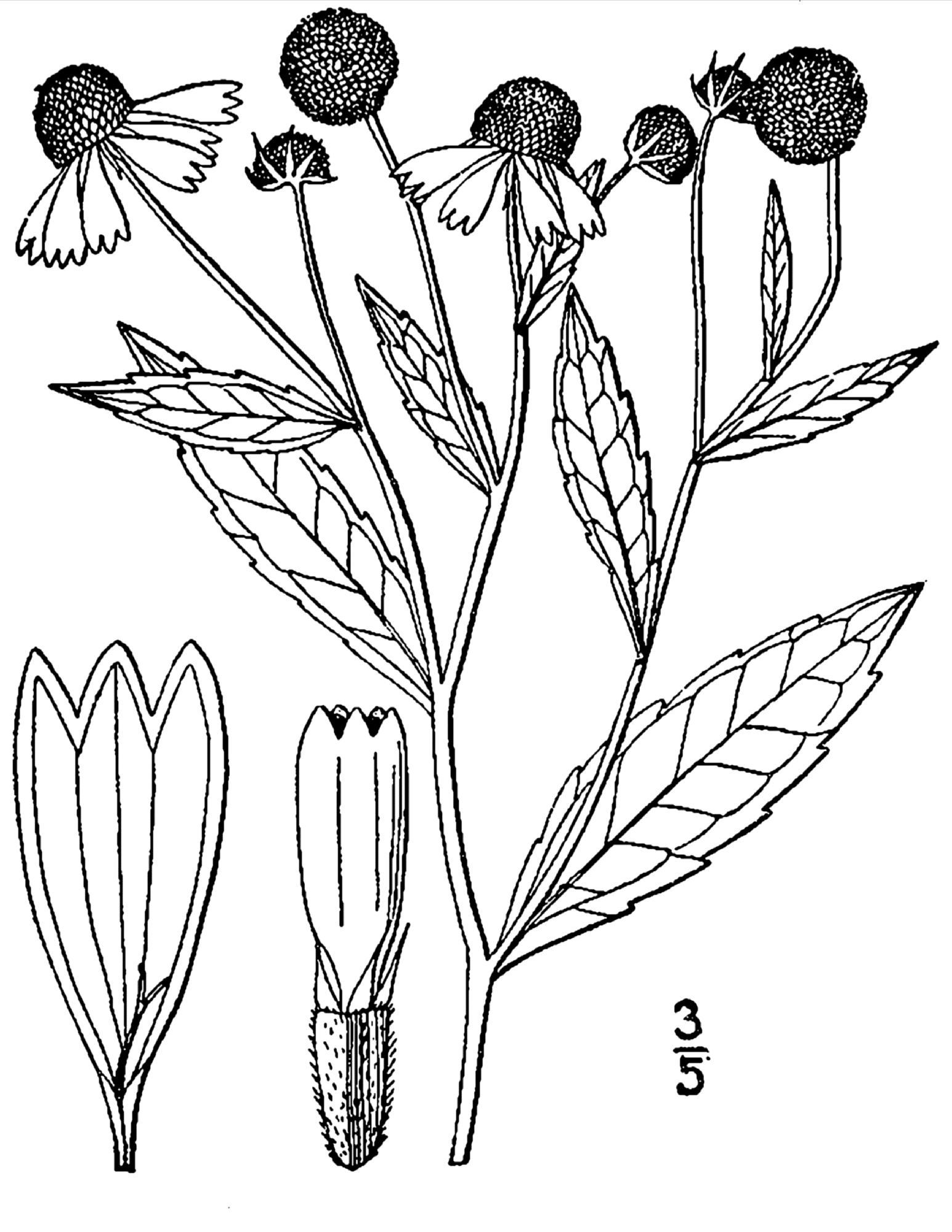 Common Sneezeweed botanical drawing circa 1913.