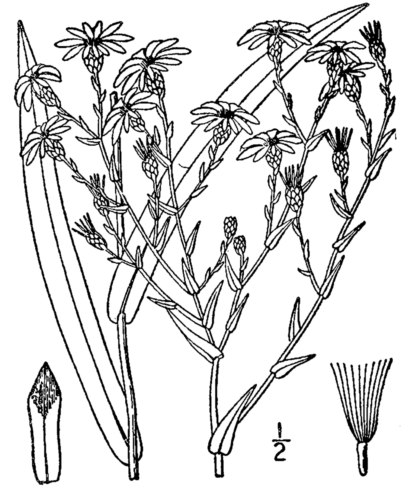 1913 illustration of Heath Aster (Symphyotrichum ericoides).