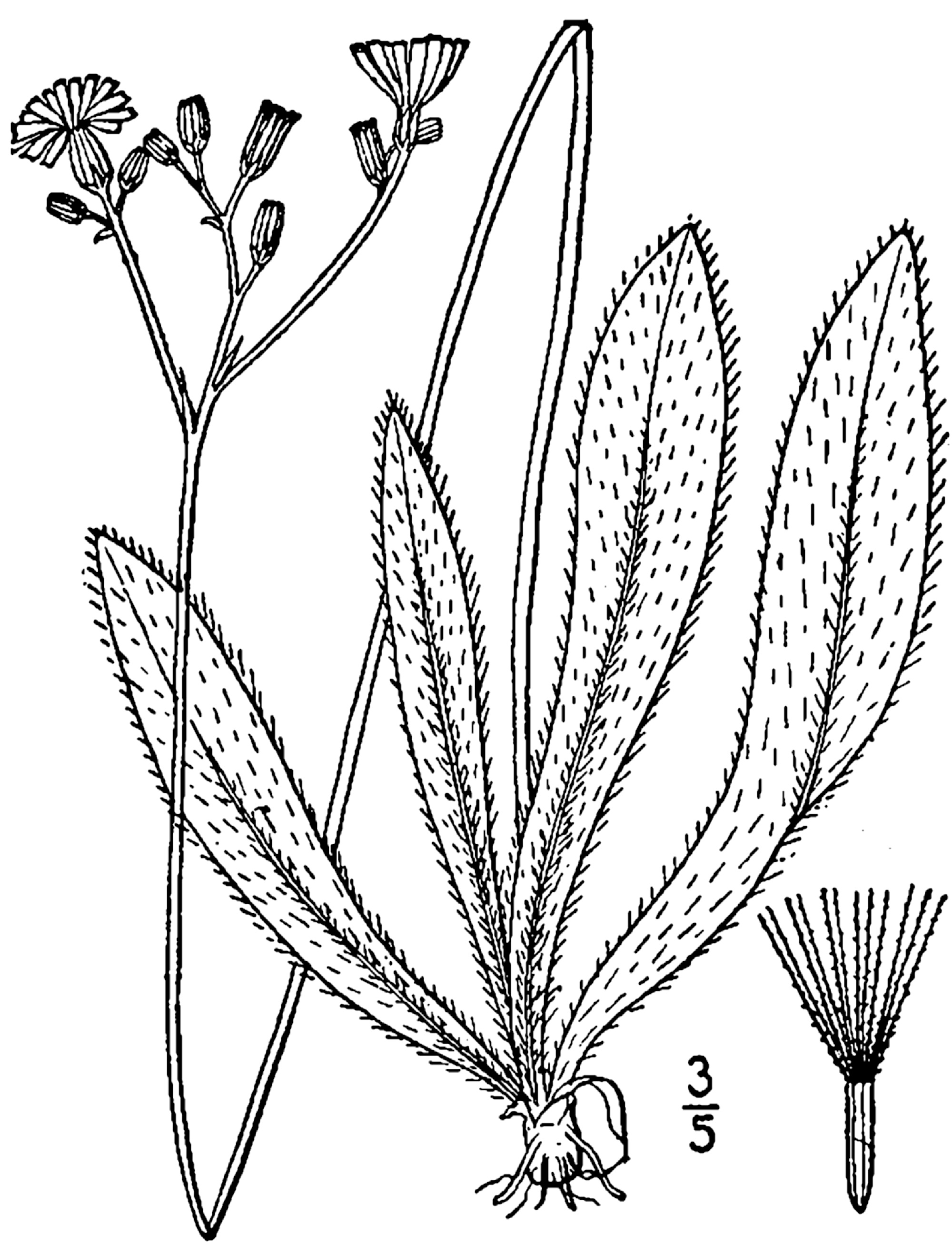 1913 line drawing of Hieracium piloselloides.