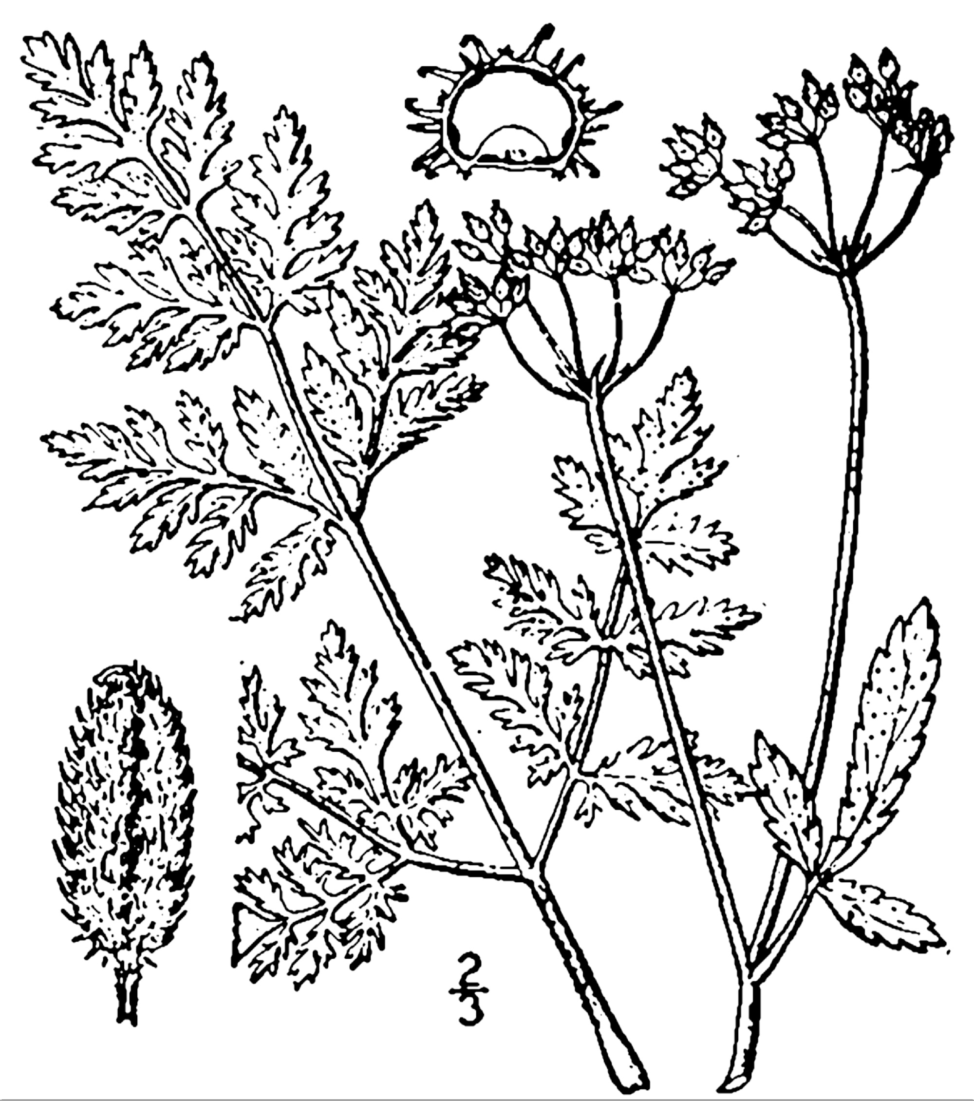 1913 Erect Hedge Parsley Botanical drawing.