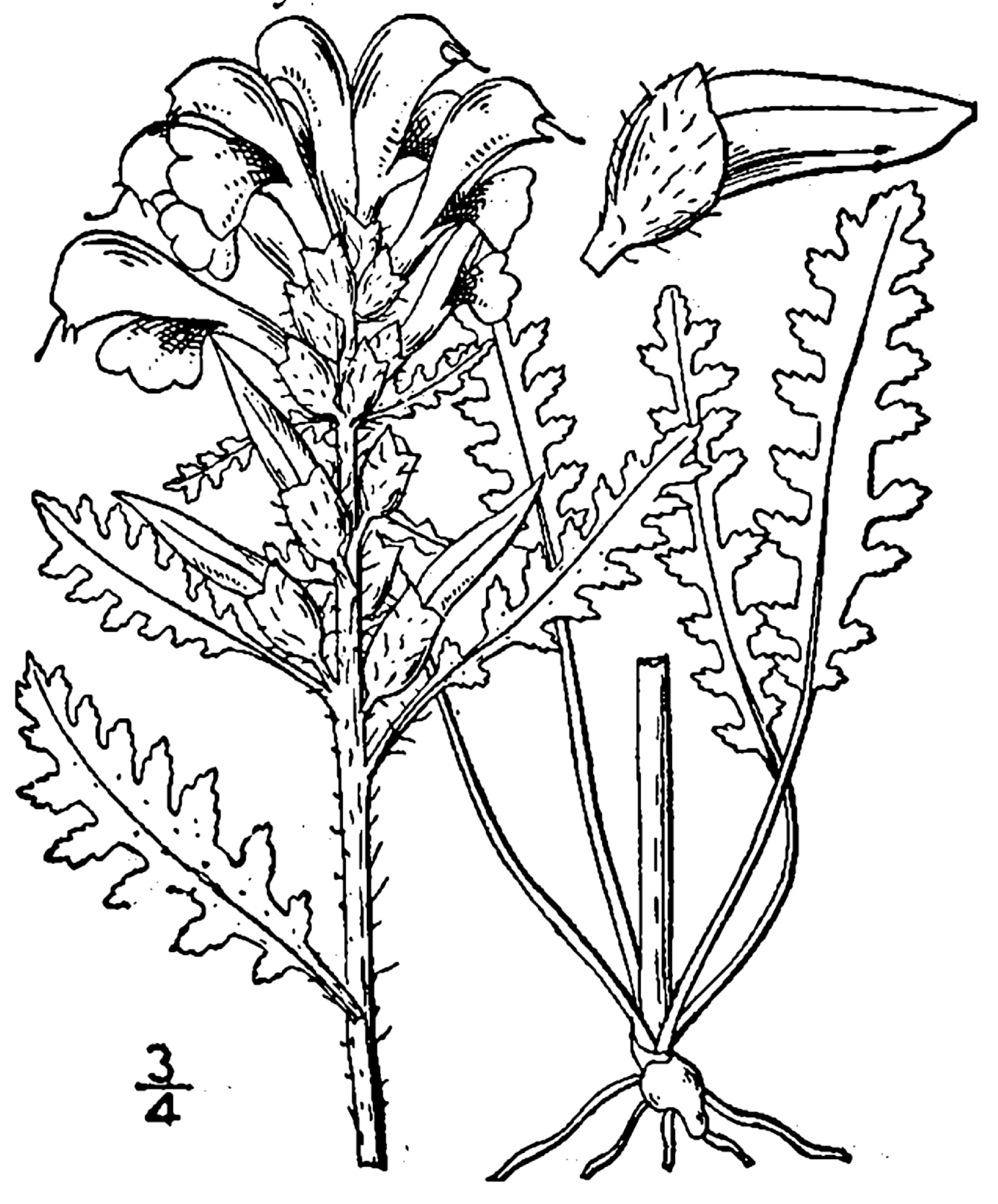 1913 line drawing of Pedicularis canadensis.