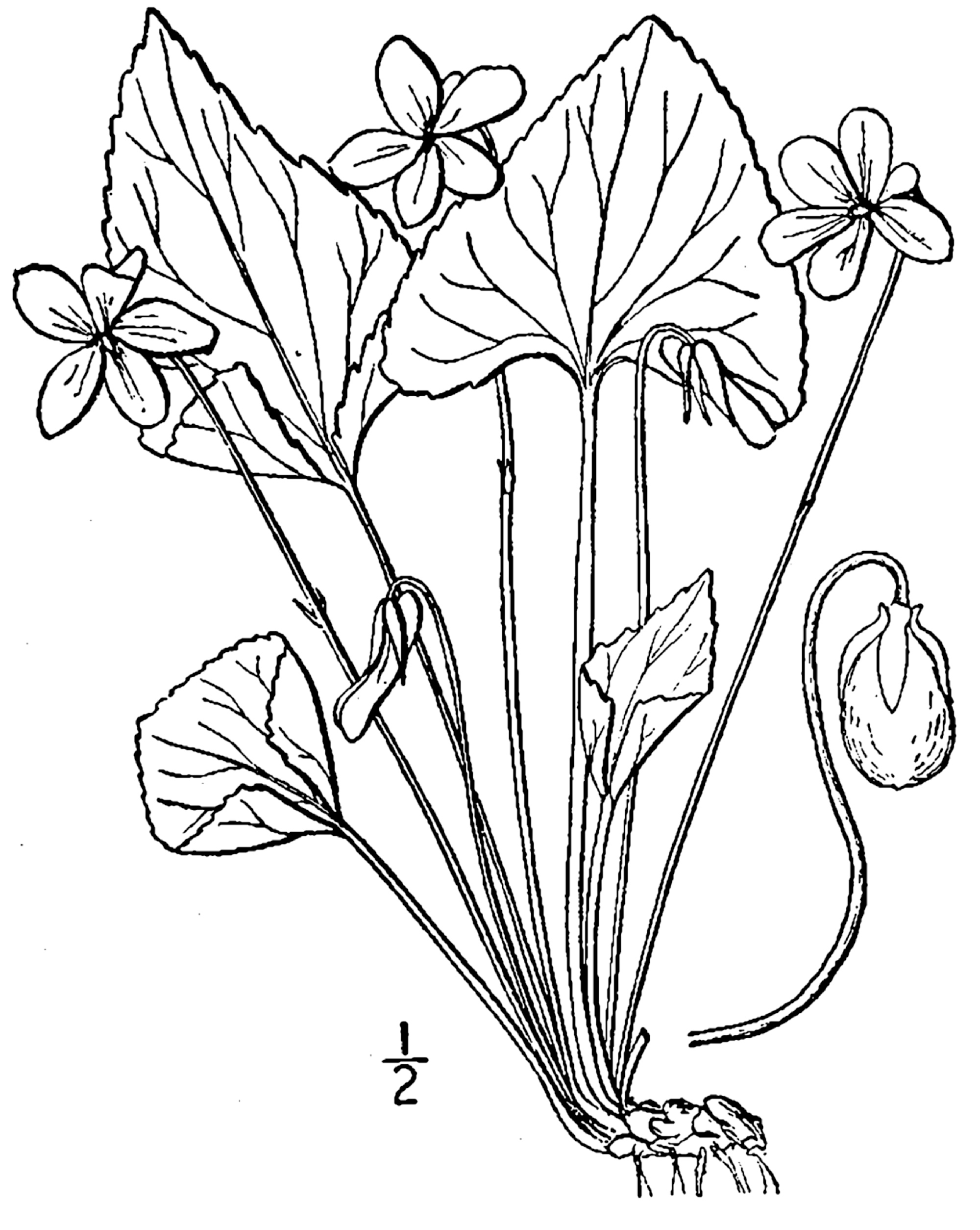 1913 drawing of Viola papilionacea.