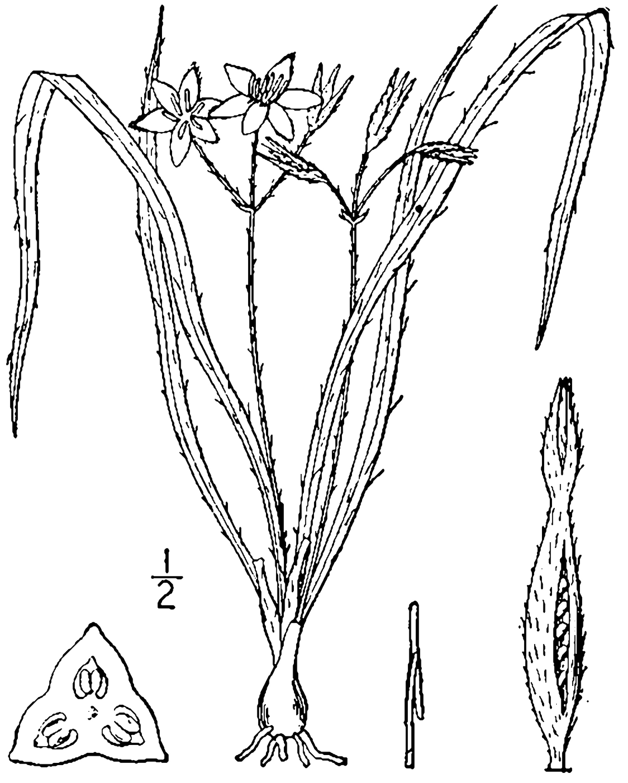 1913 line drawing of Hypoxis hirsuta.