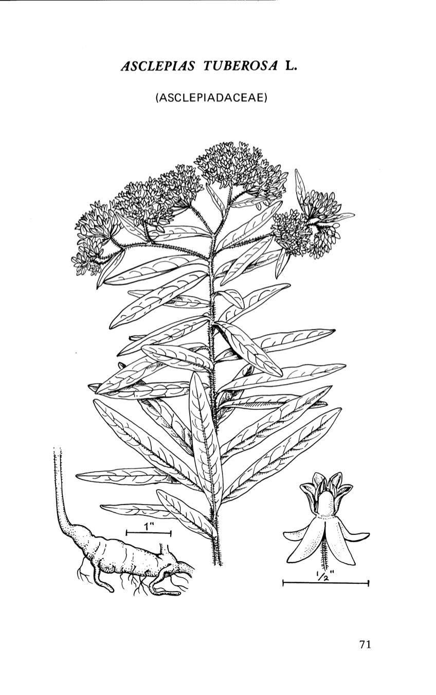 1969 Butterfly Milkweed  illustration.
