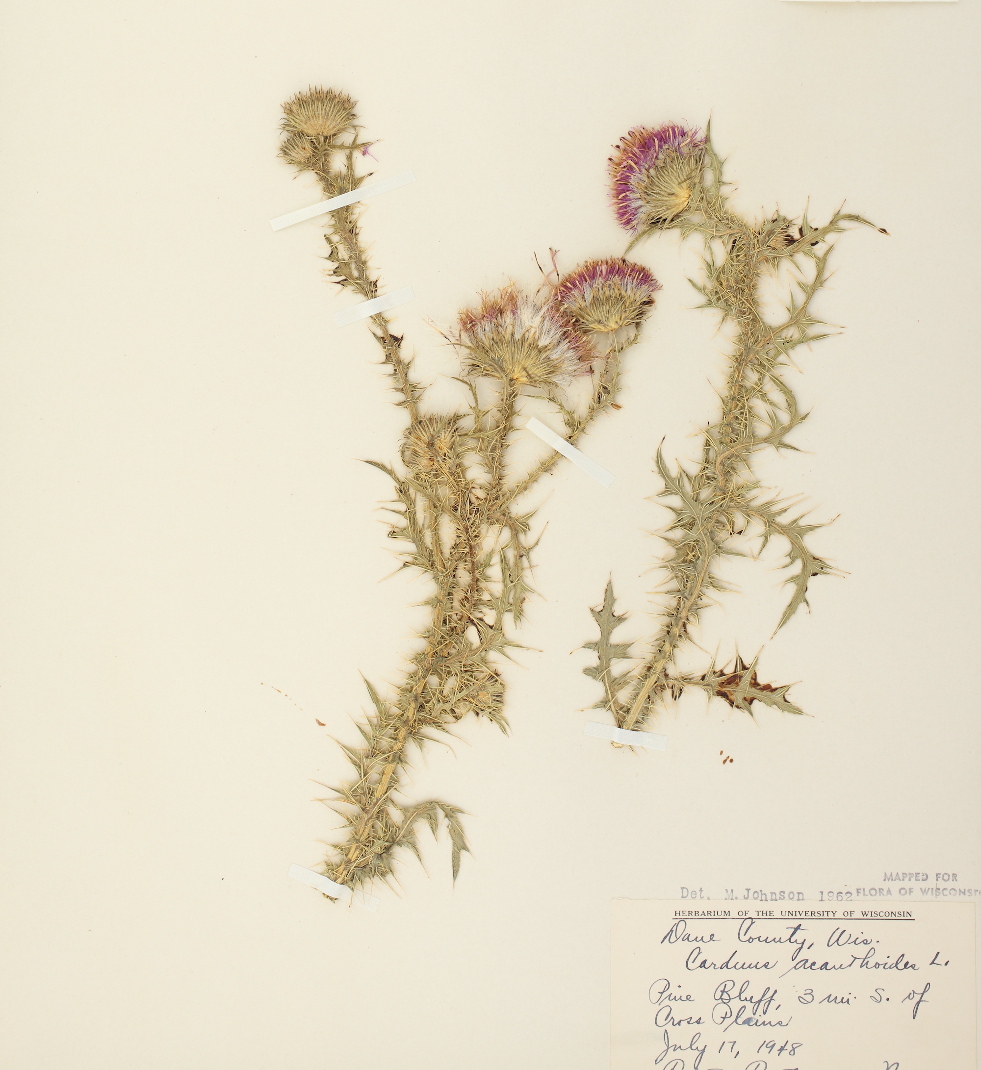 Plumeless Thistle specimen collected on July 17, 1948 in Cross Plains in Dane County, Wisconsin.