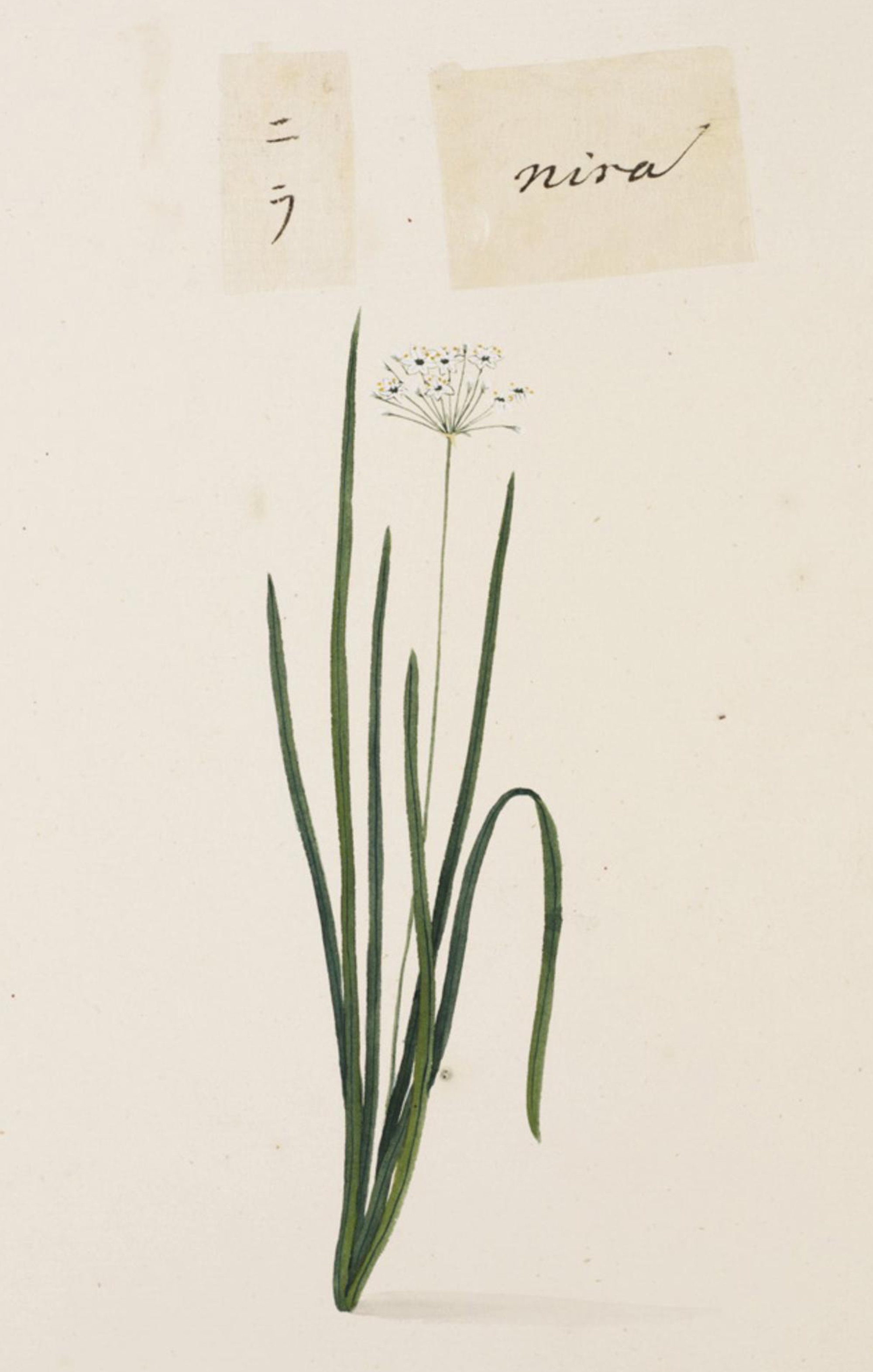  Garlic Chive (Allium tuberosum) illustration from Nagasaki, Japan  circa 1823-1829.