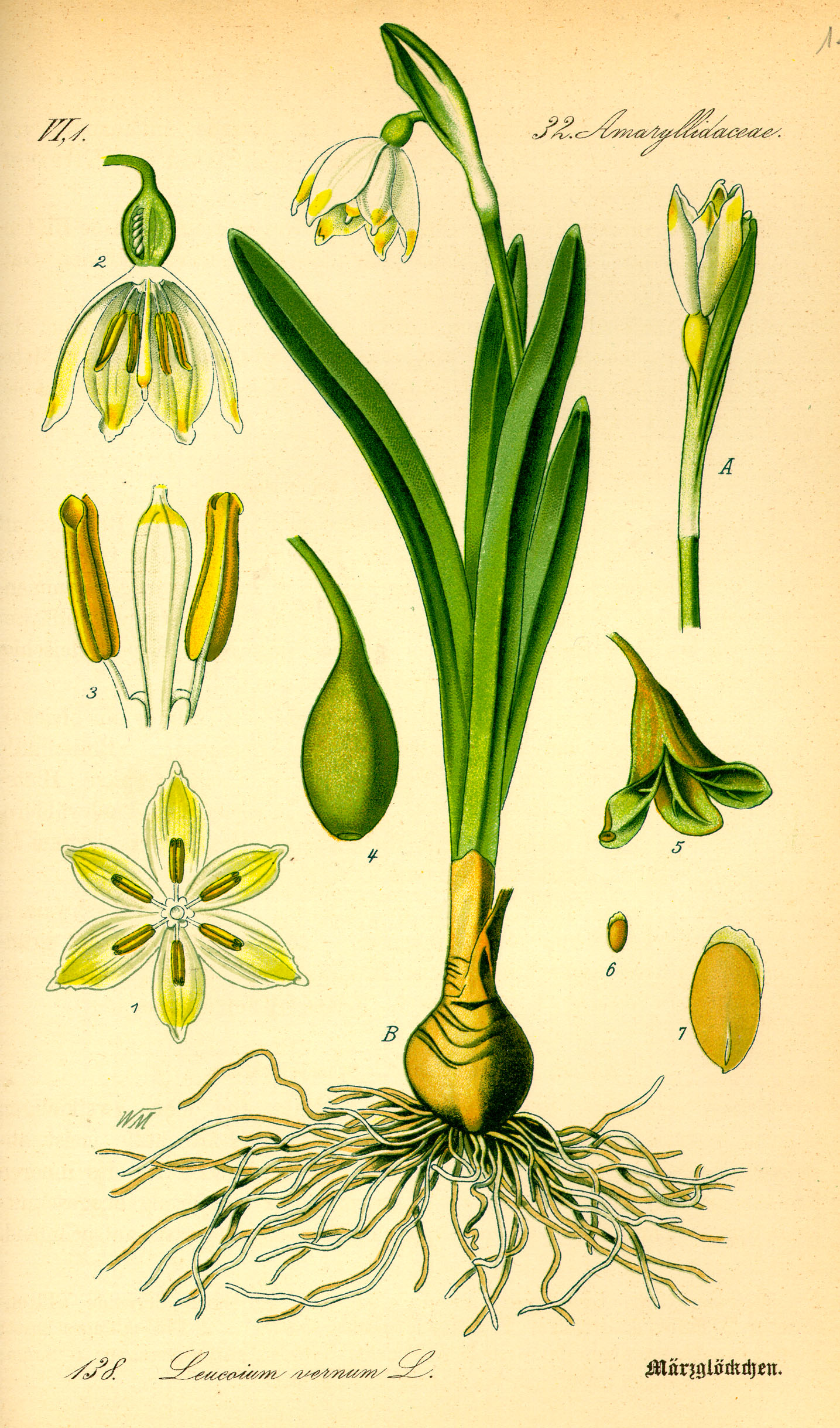 Snowflake (Leucojum) botanical illustration by Dr. Otto Wilhelm Thomé circa 1885.