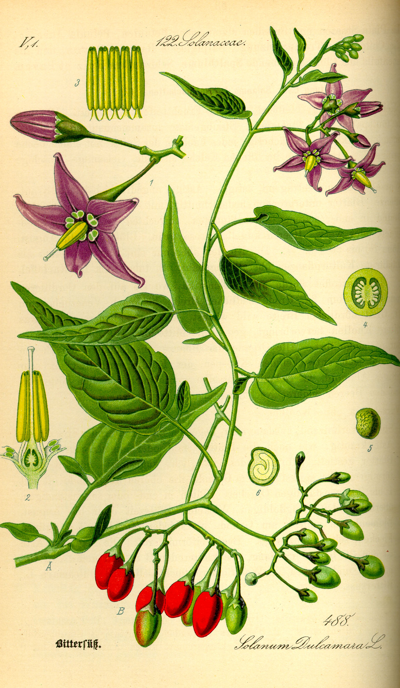 1885 Bittersweet Nightshade botanical illustration.