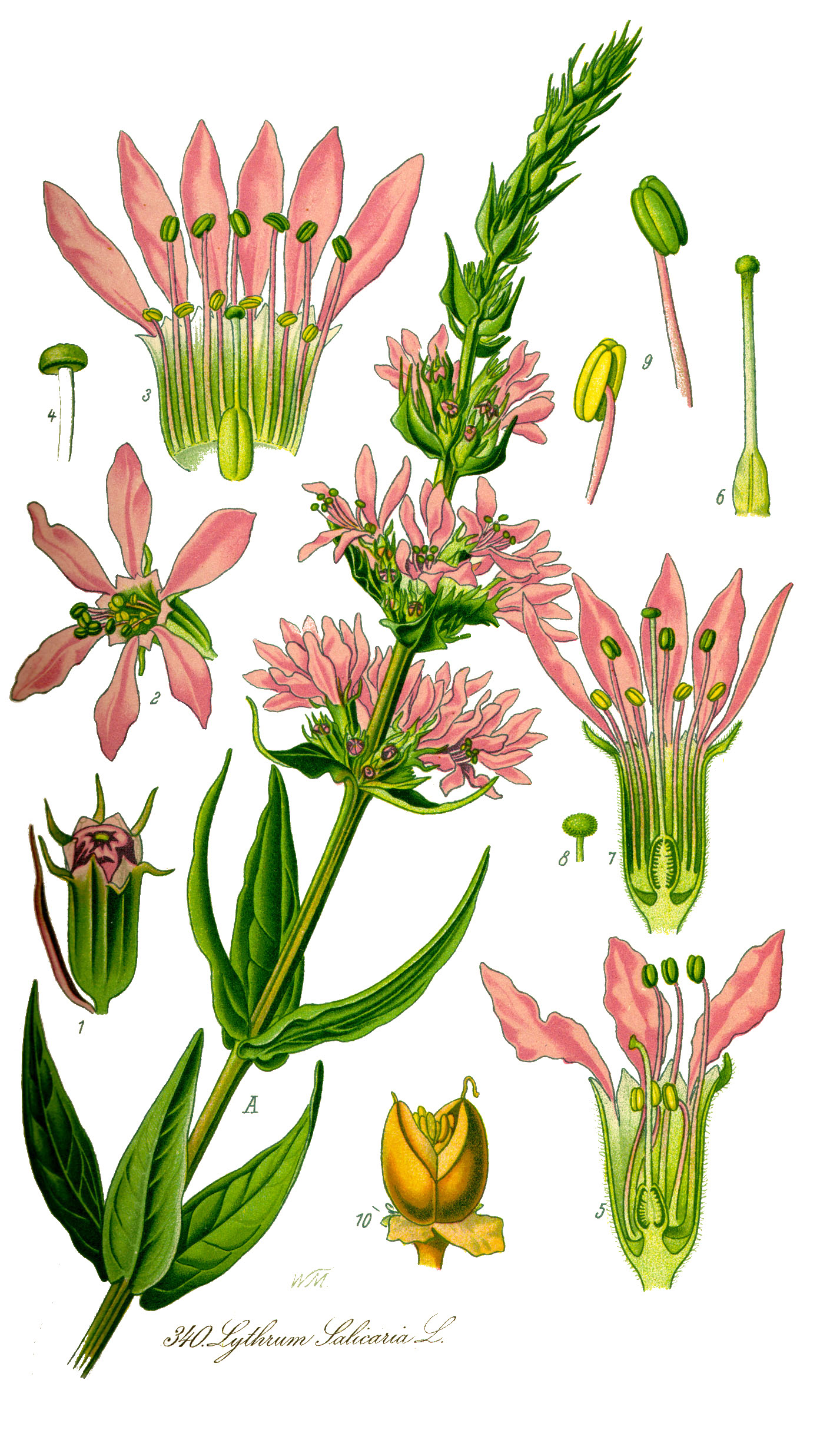 Purple Loosestrife botanical illustration.