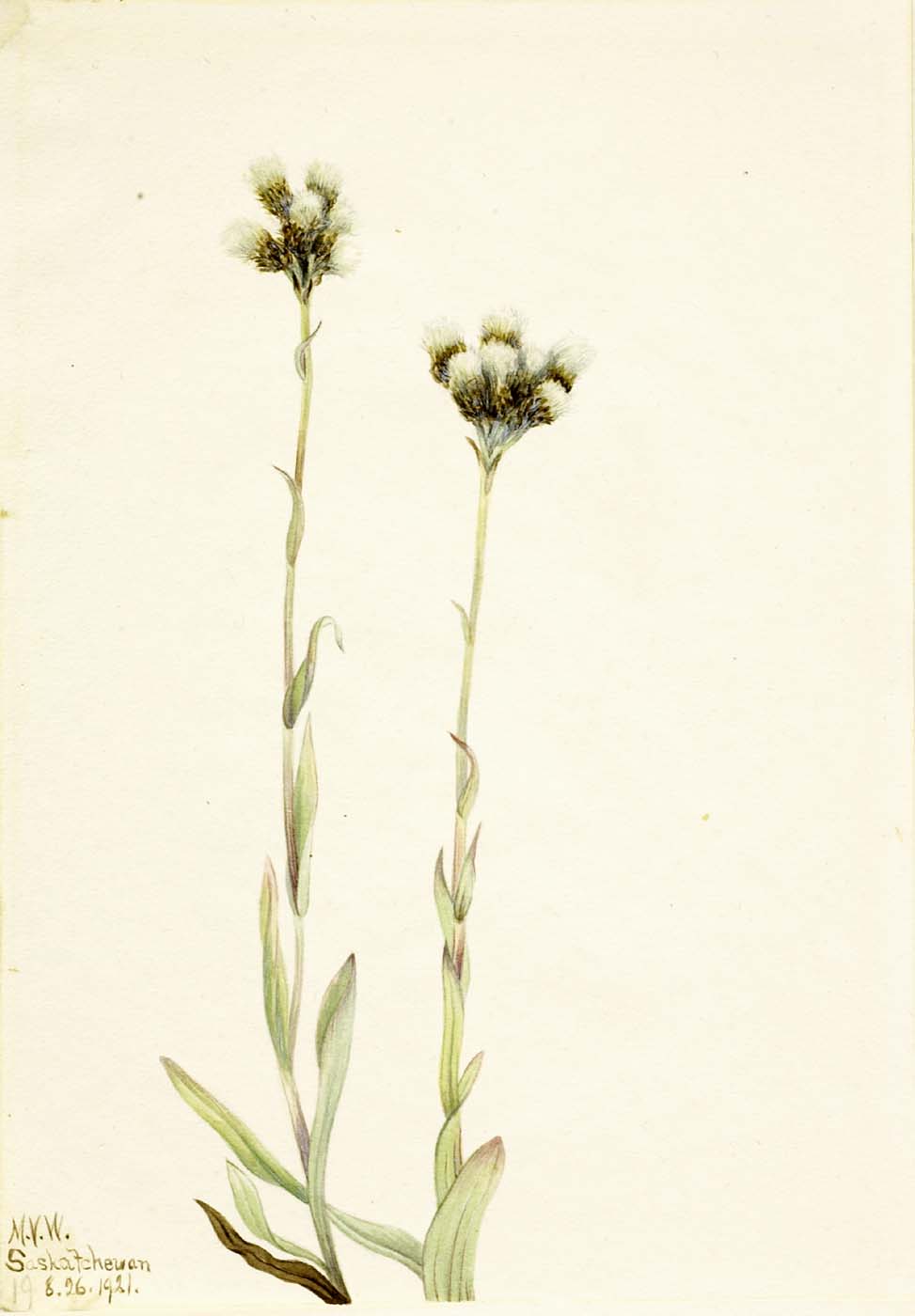 Gray Pussytoes botanical illustration by Mary Vaux Walcott circa 1921.