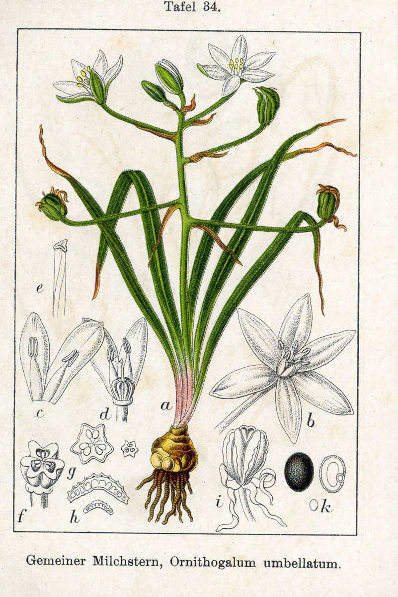 1796 Ornithogalum umbellatum botanical illustration.