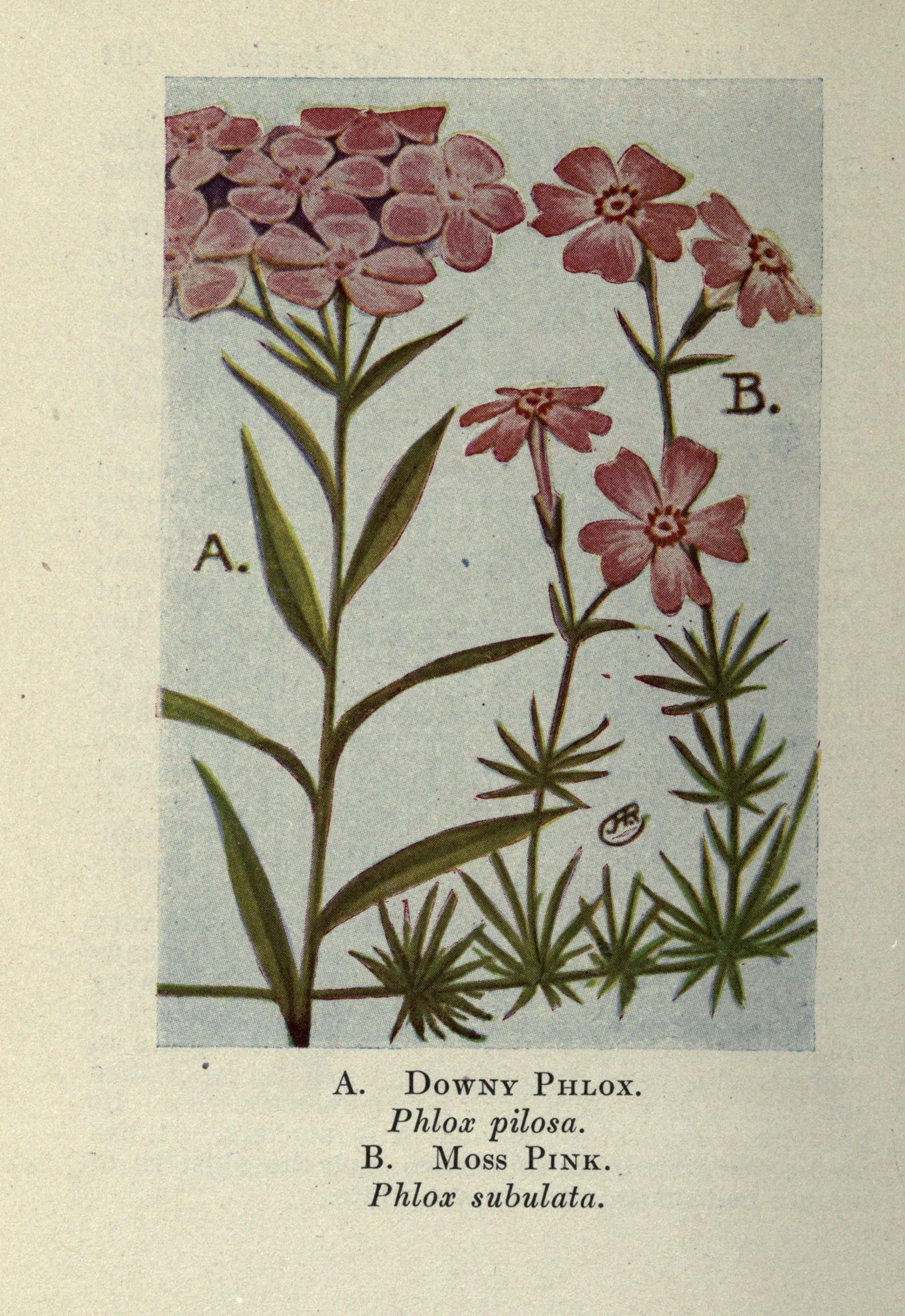 Prairie Phlox (Phlox pilosa) botanical illustration circa 1910.