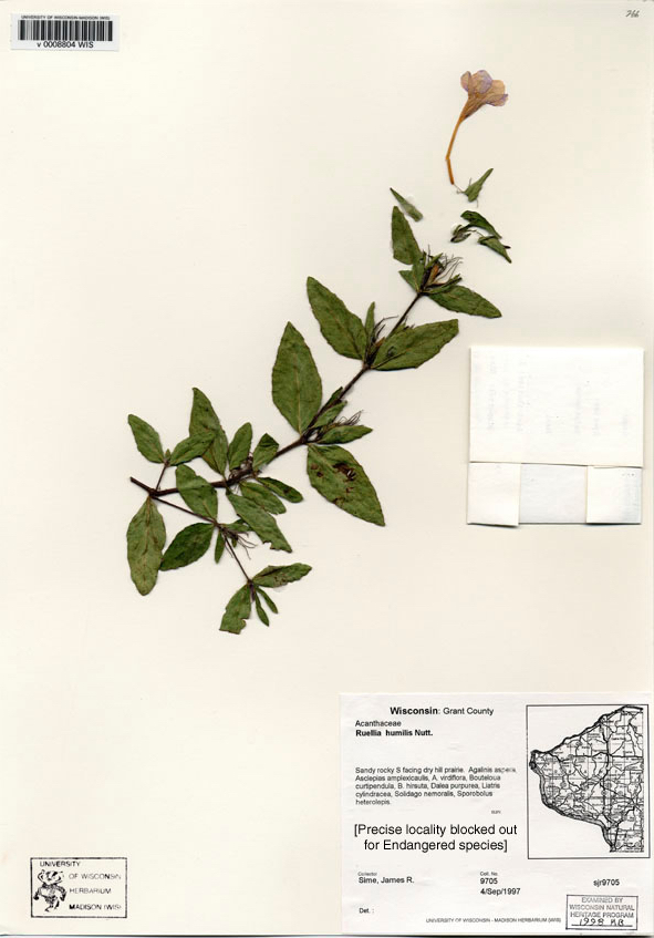 Wild Petunia (Ruellia humilis) specimen collected in Grant County on September 4, 1997.