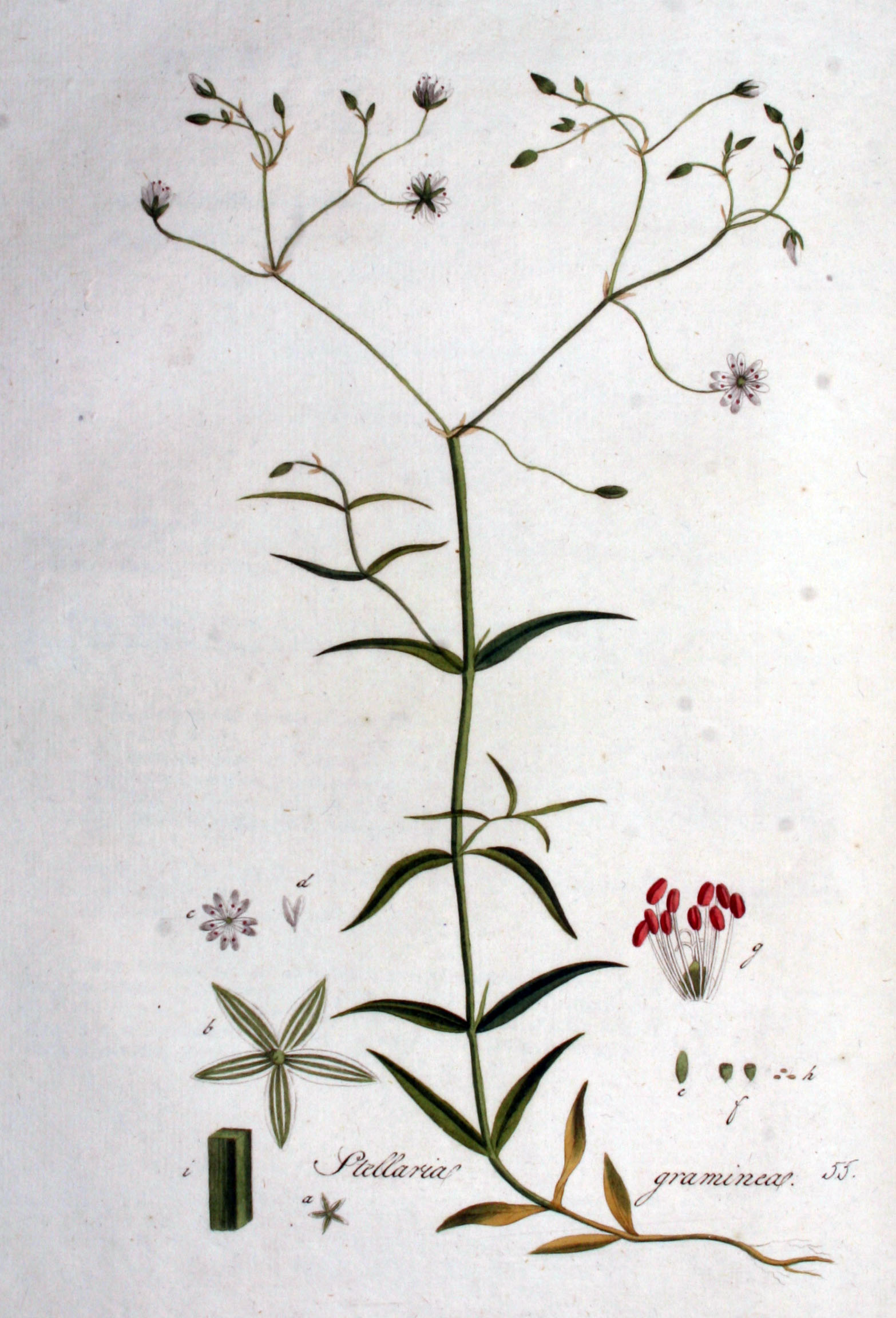 Stellaria graminea botanical illustration by Christiaan Sepp circa 1800.