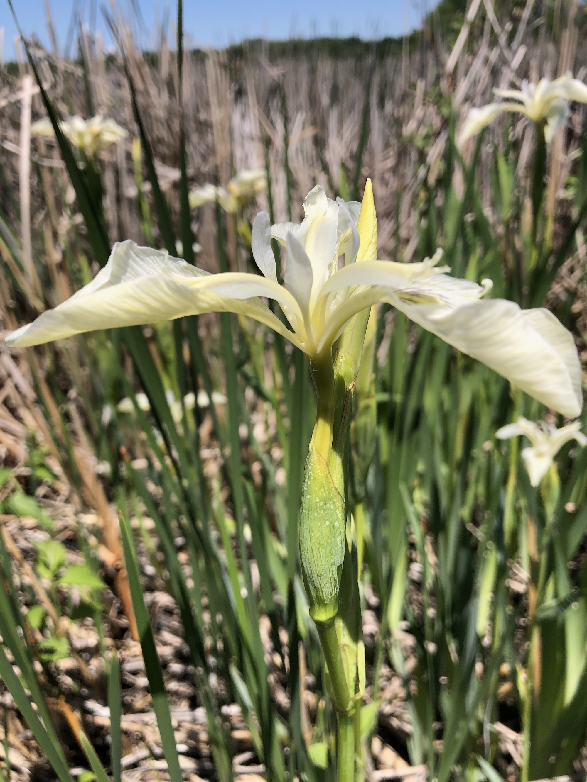 White Iris (IRIS SETOSA ALBA) in cattails on south shore of Lake Wingra on May 29, 2021.