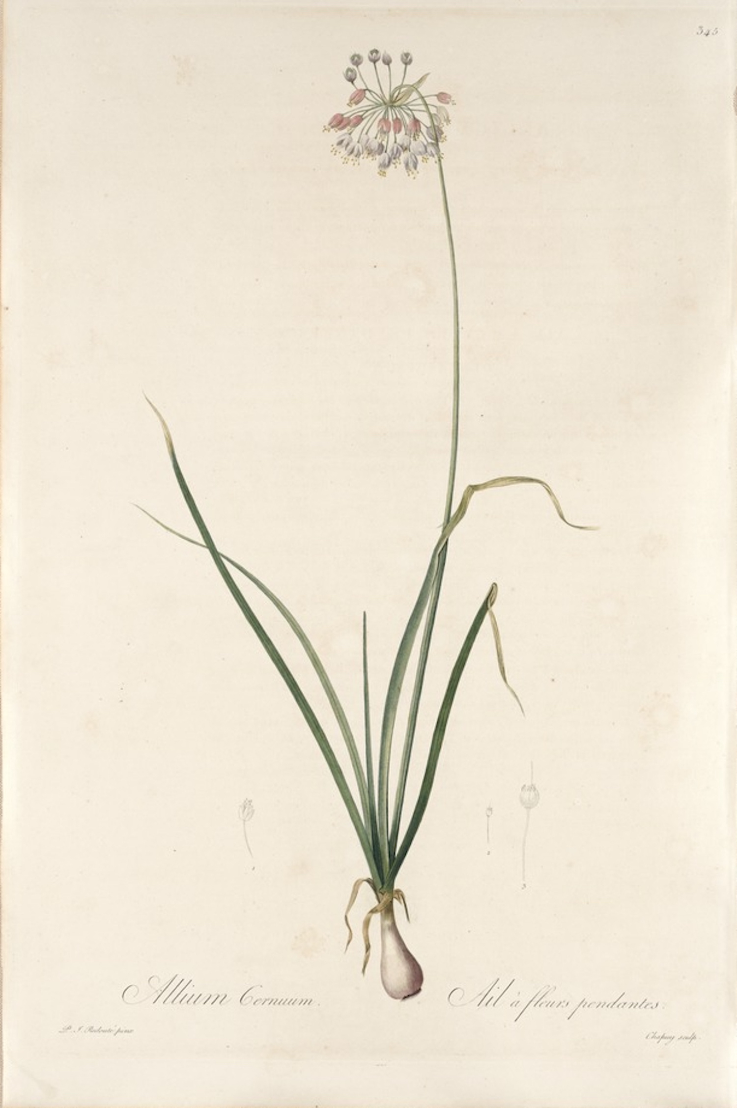 Nodding Wild Onion (Allium cernuum) botanical illustration by Pierre Joseph Redouté circa 1811.