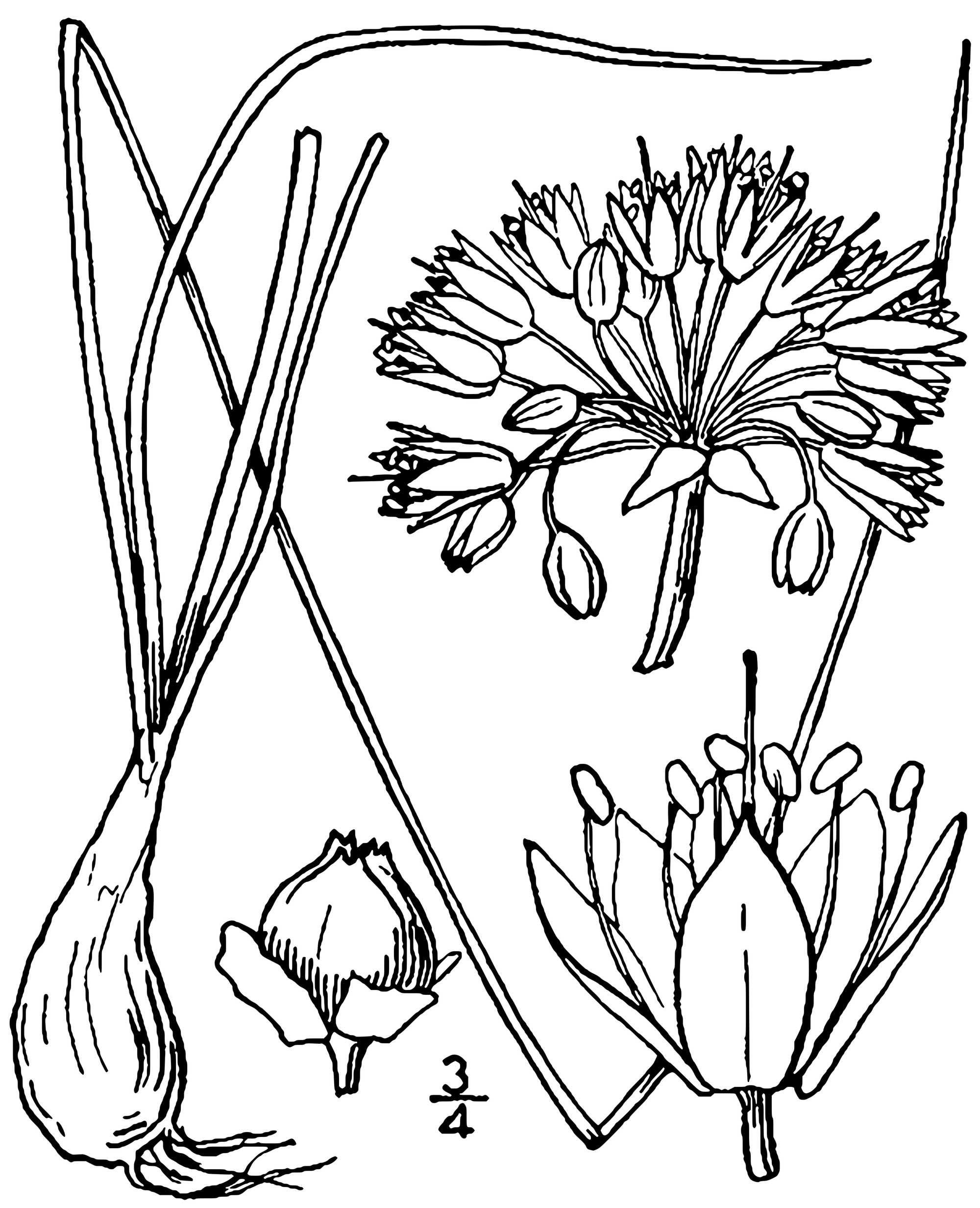 Prairie Onionn (Allium stellatum) botanical drawing circa 1913.
