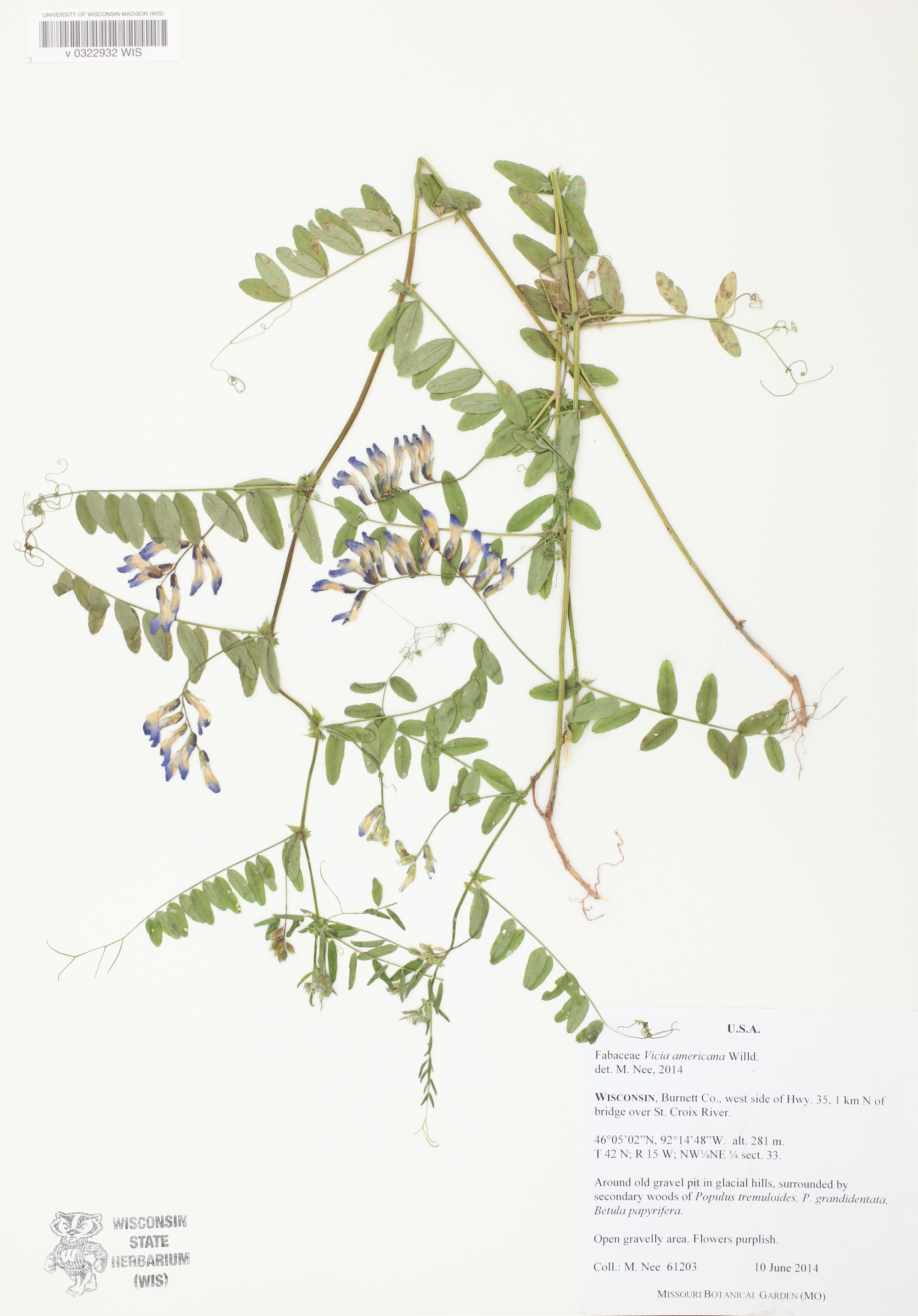 American Vetch (Vicia americana) specimen collected on Burnett, Wisconsin on June 10, 2014.